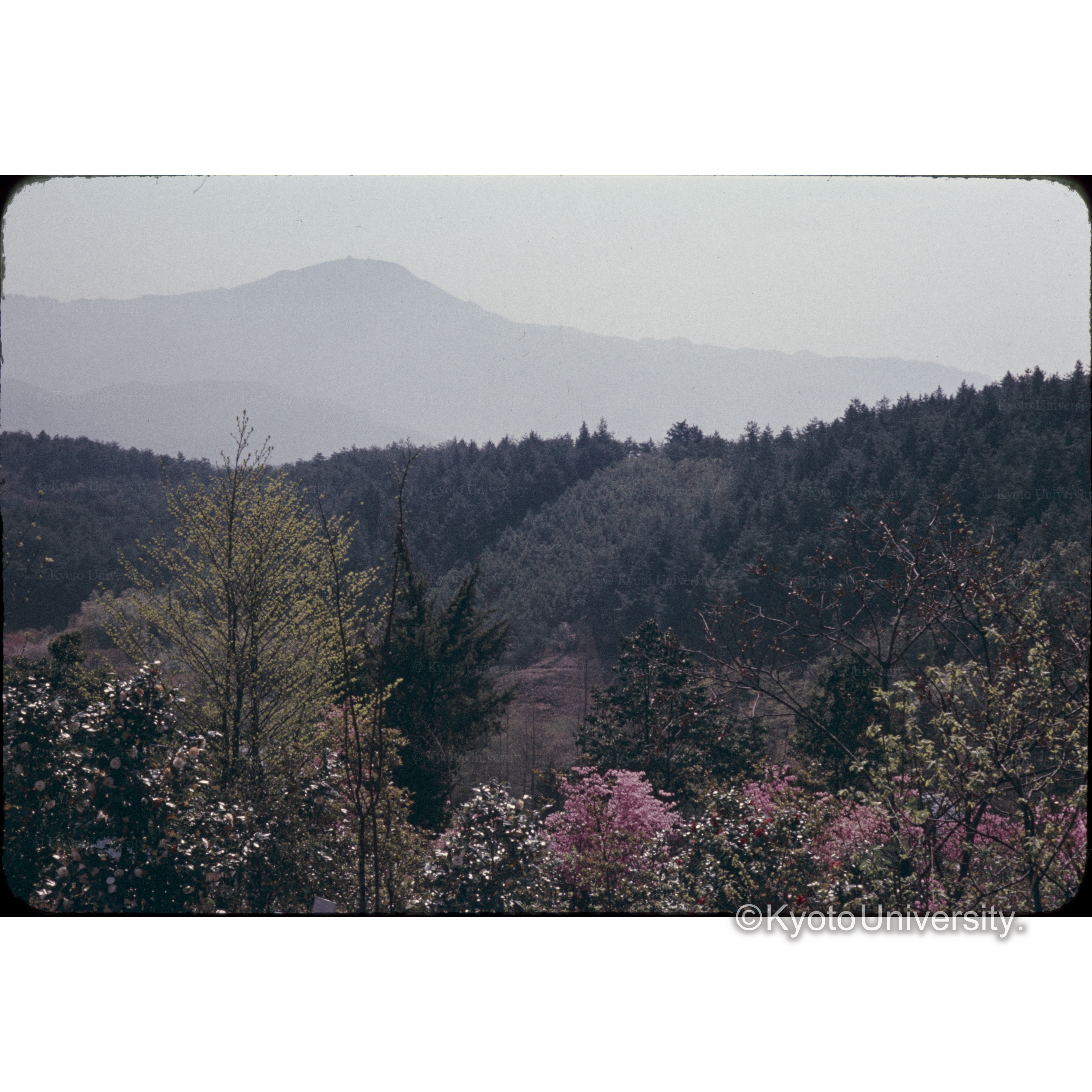 上賀茂試験地 (1)