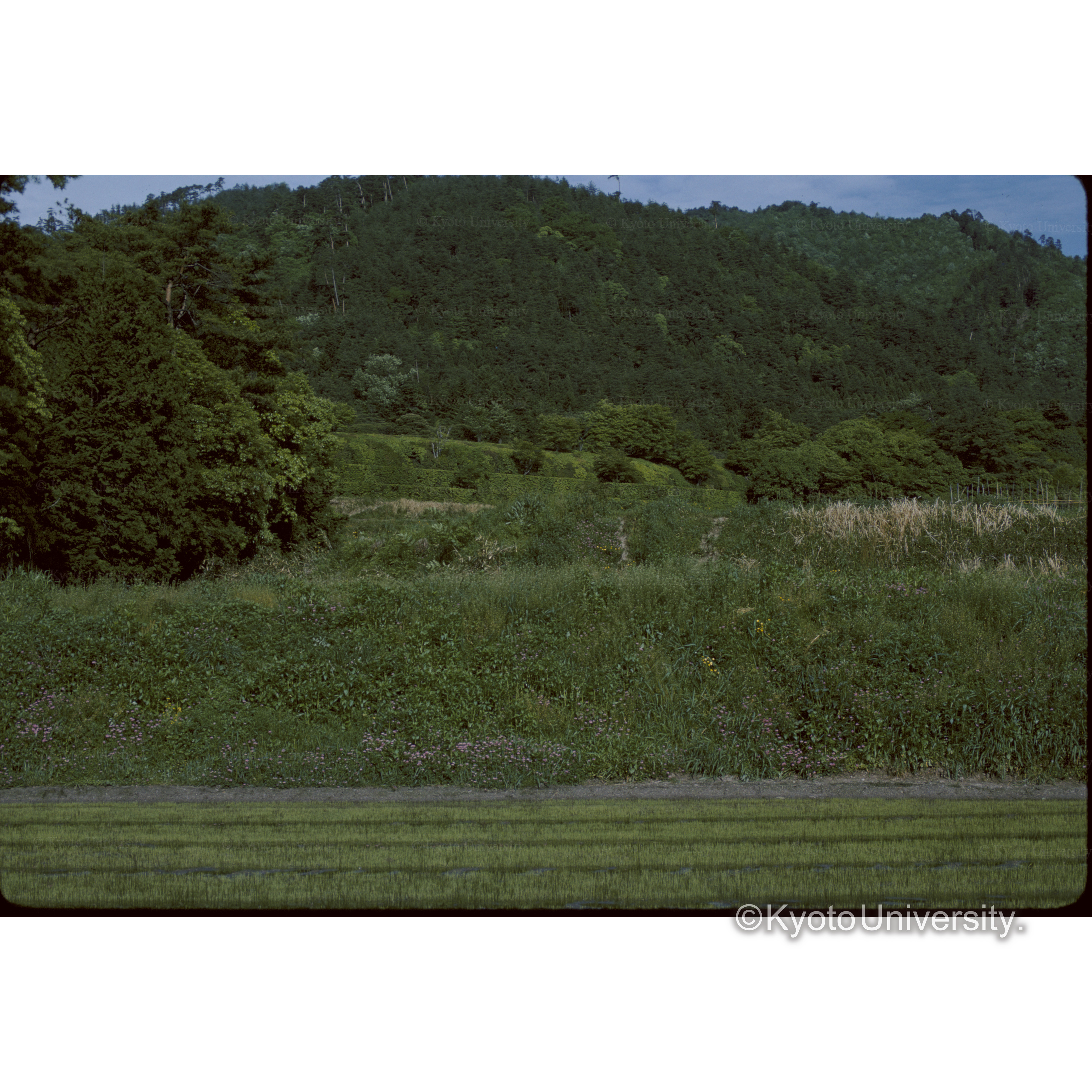 赤山神社より□□院をみる (1)