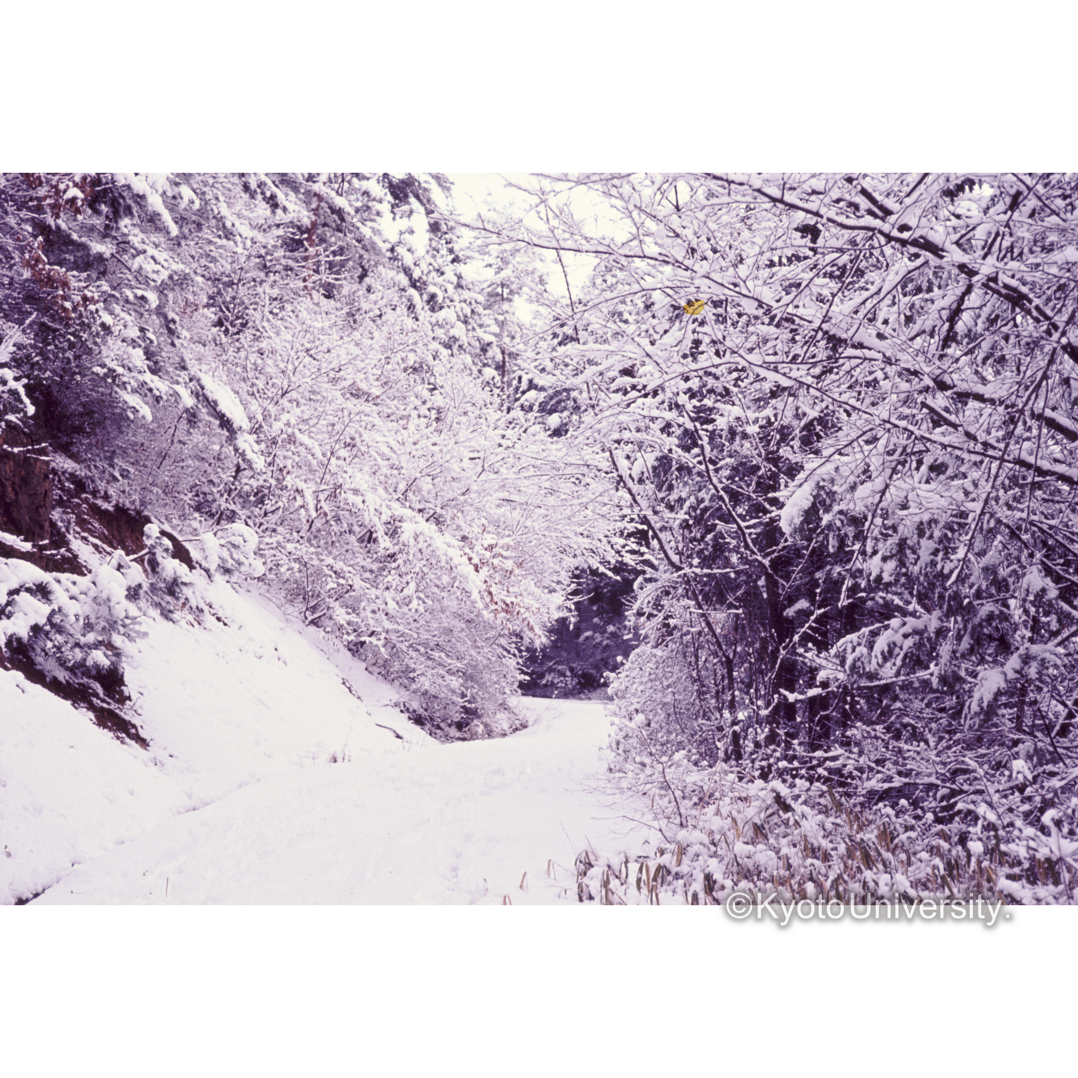 大枝国道９号線 (1)