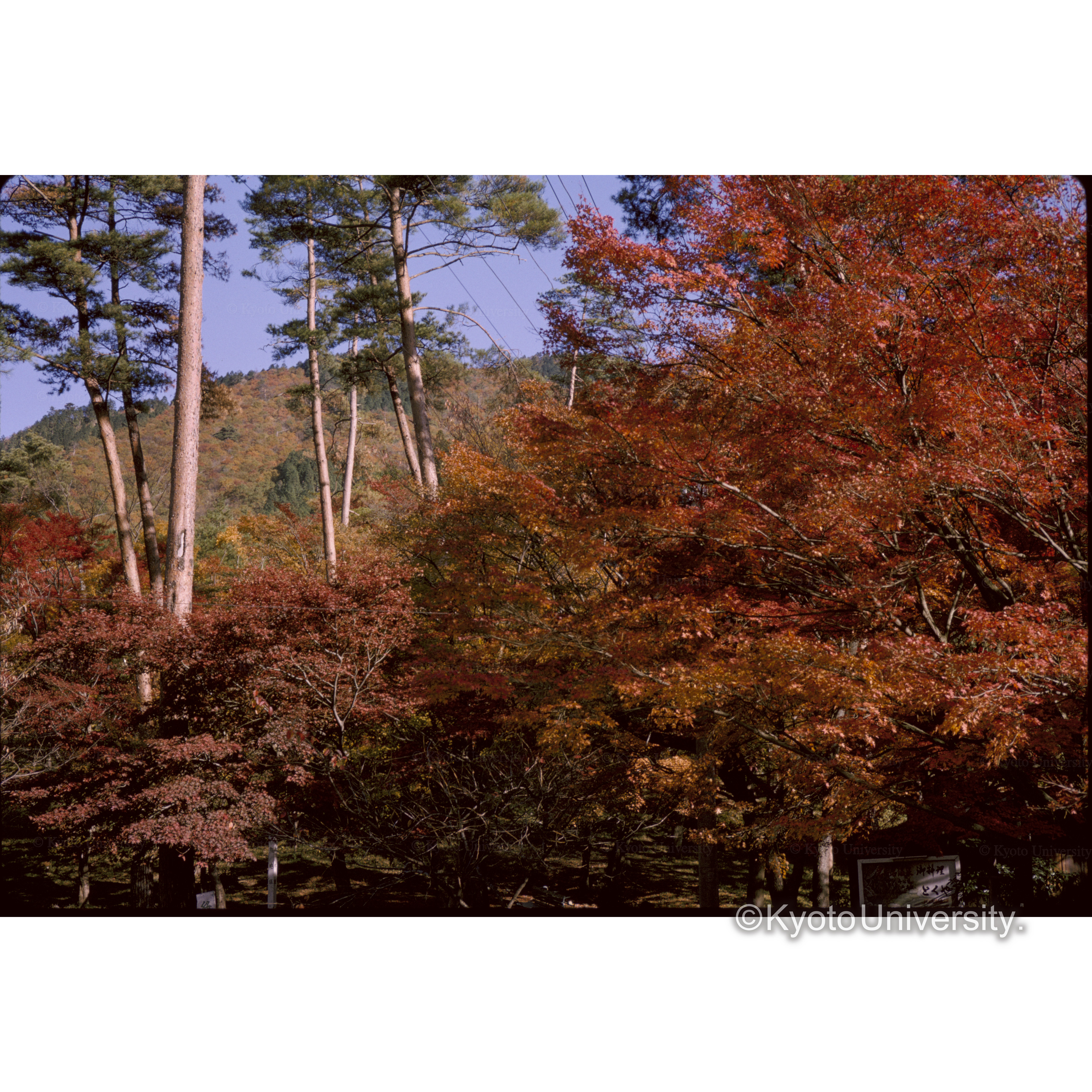 岐阜県重井町公園 (1)