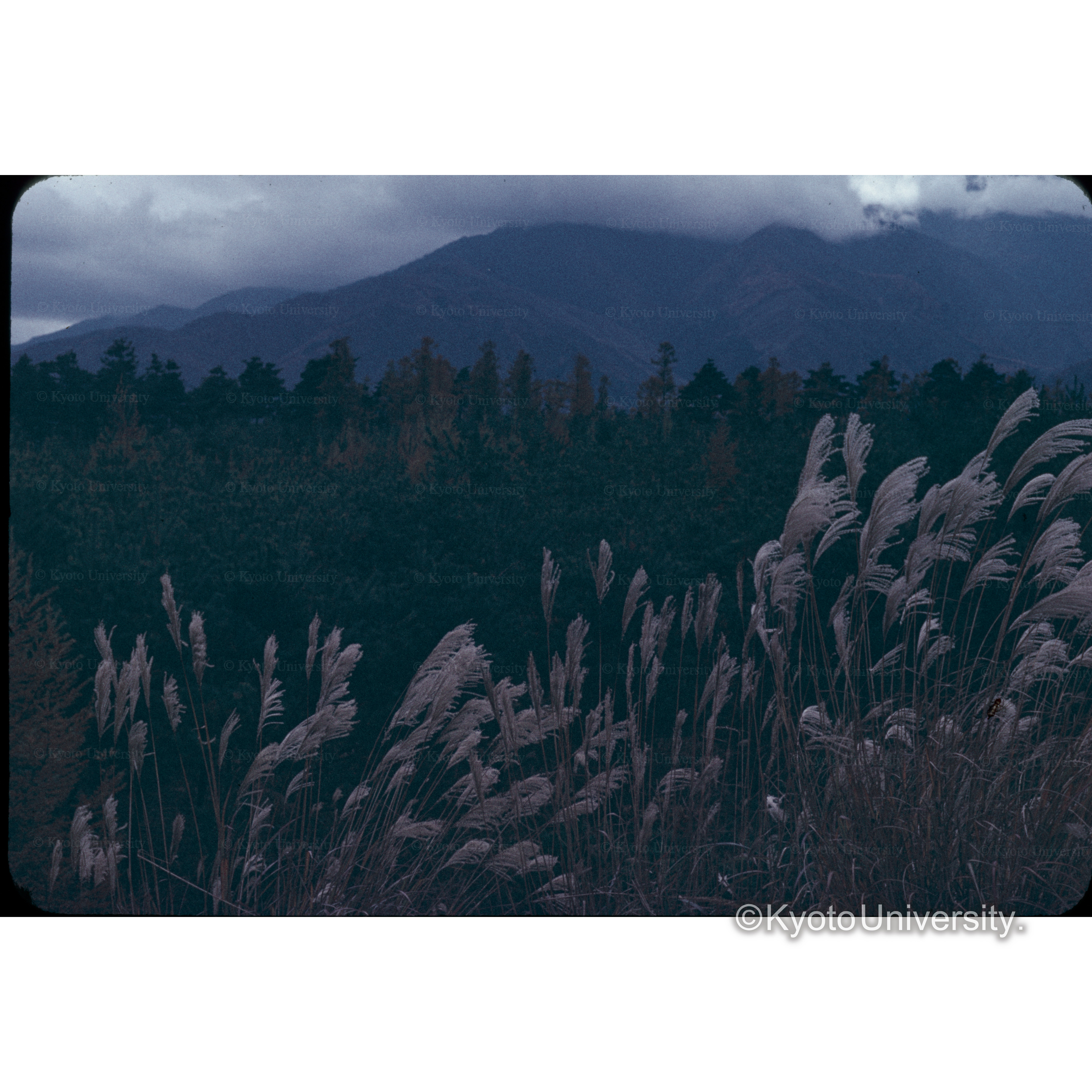 ススキガ原信大農学部 (1)