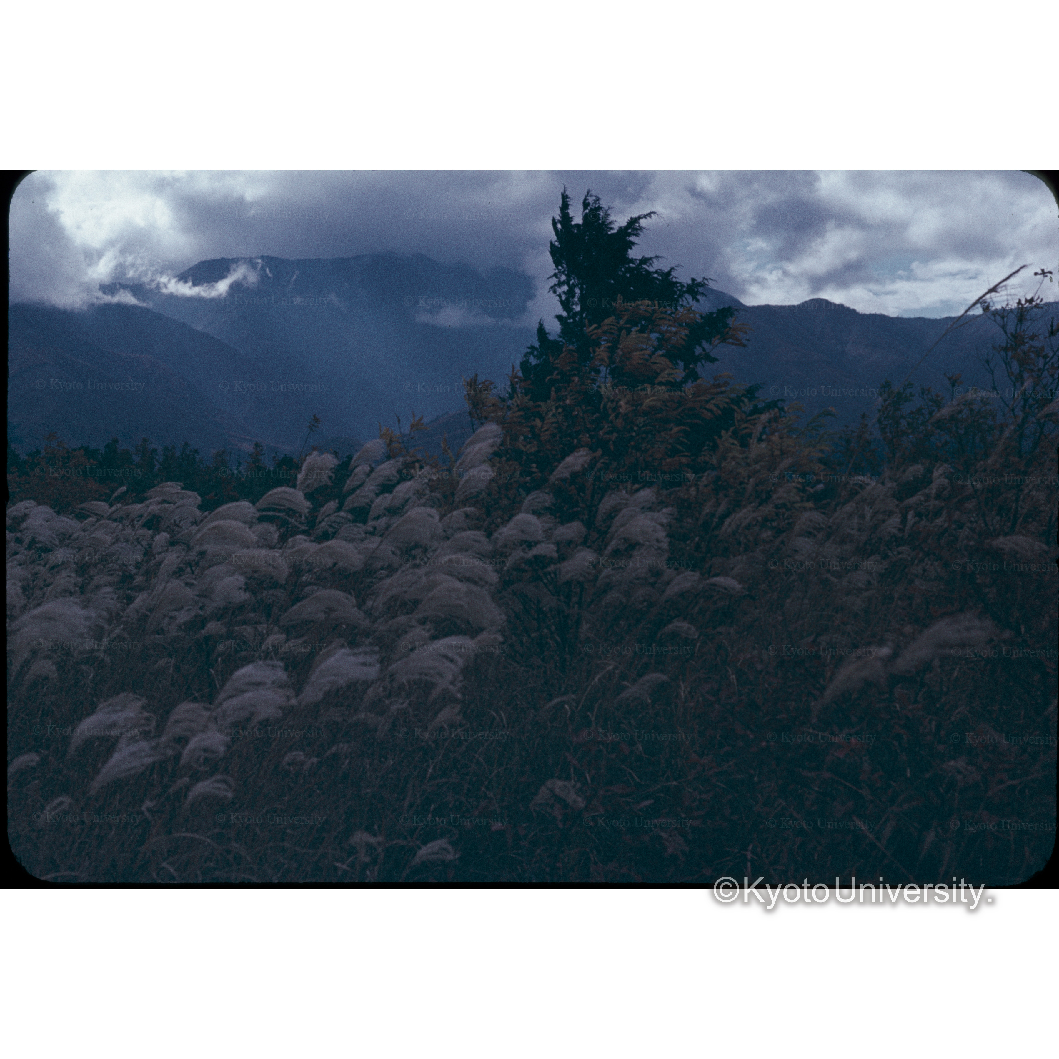 ススキガ原信大農 (1)