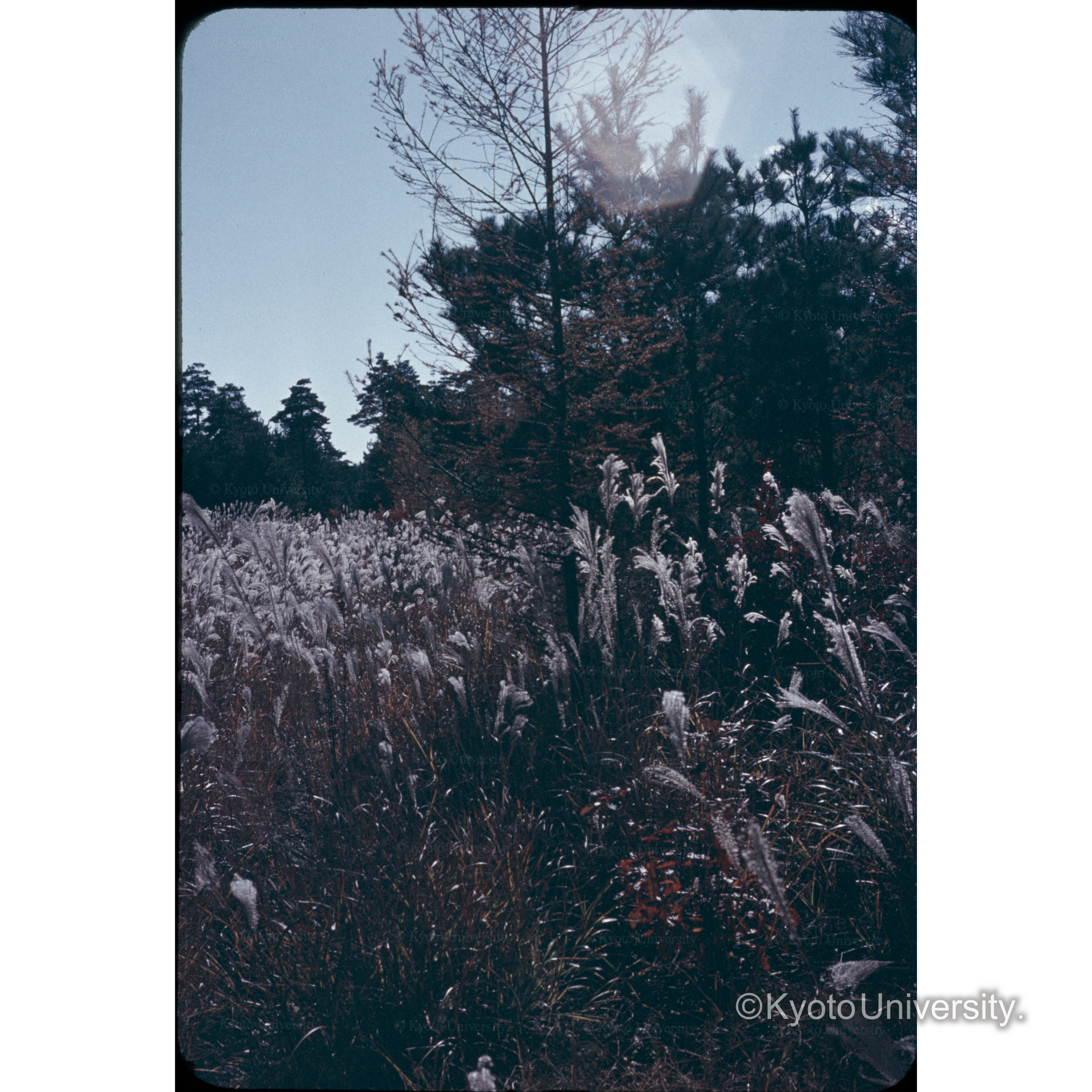 ススキガ原信大農学部 (1)