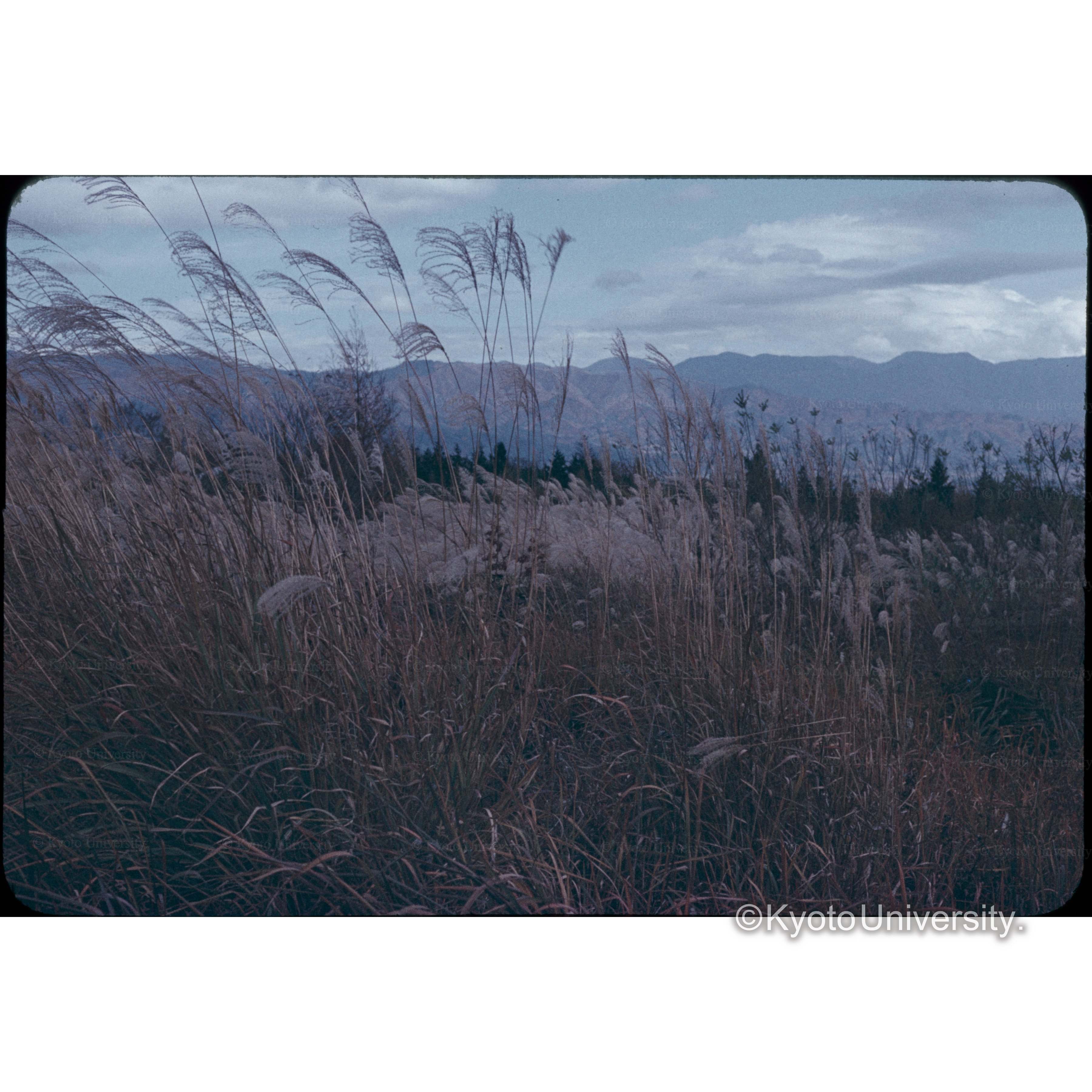 ススキガ原信大農学部 (1)