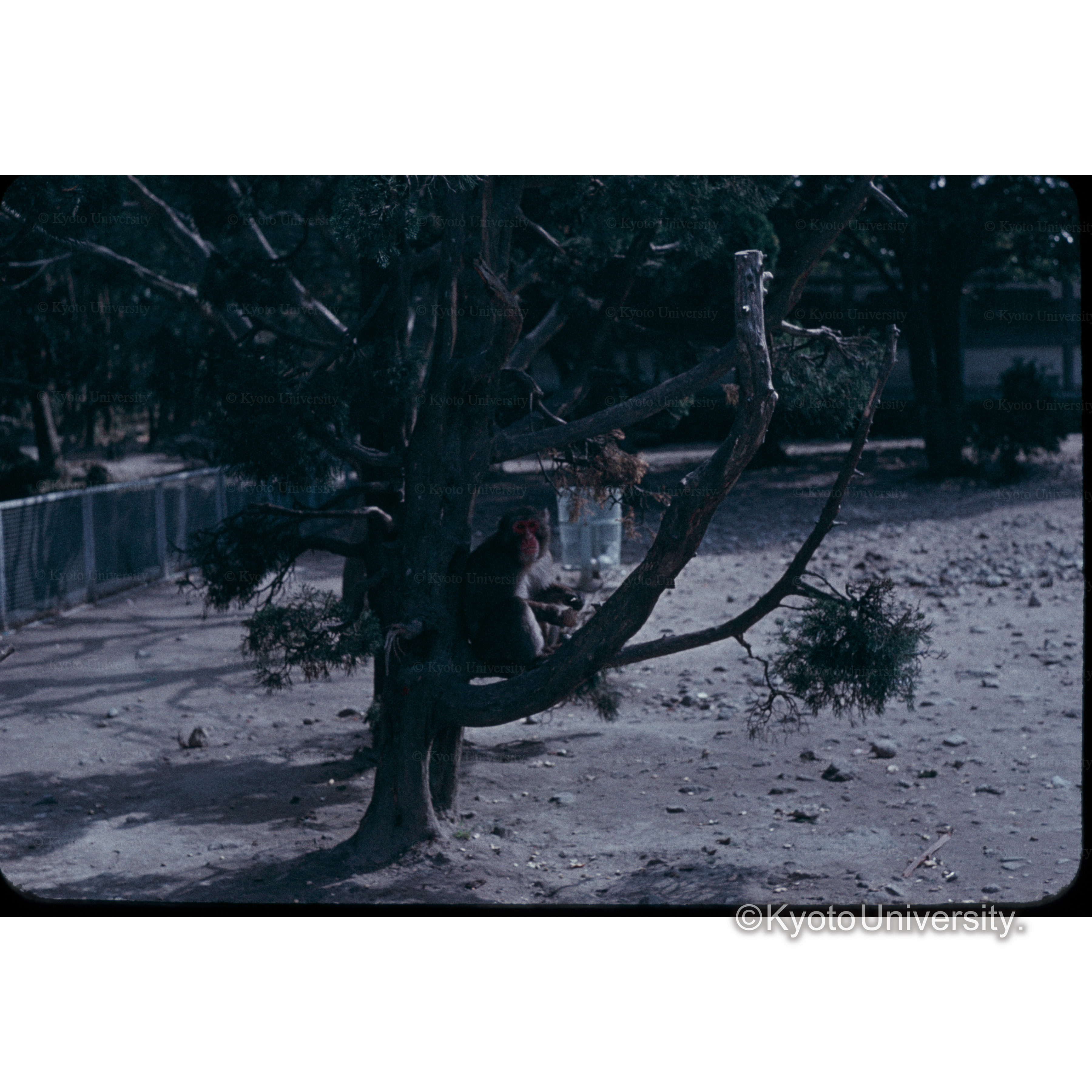 高岡山のサル（別府） (1)