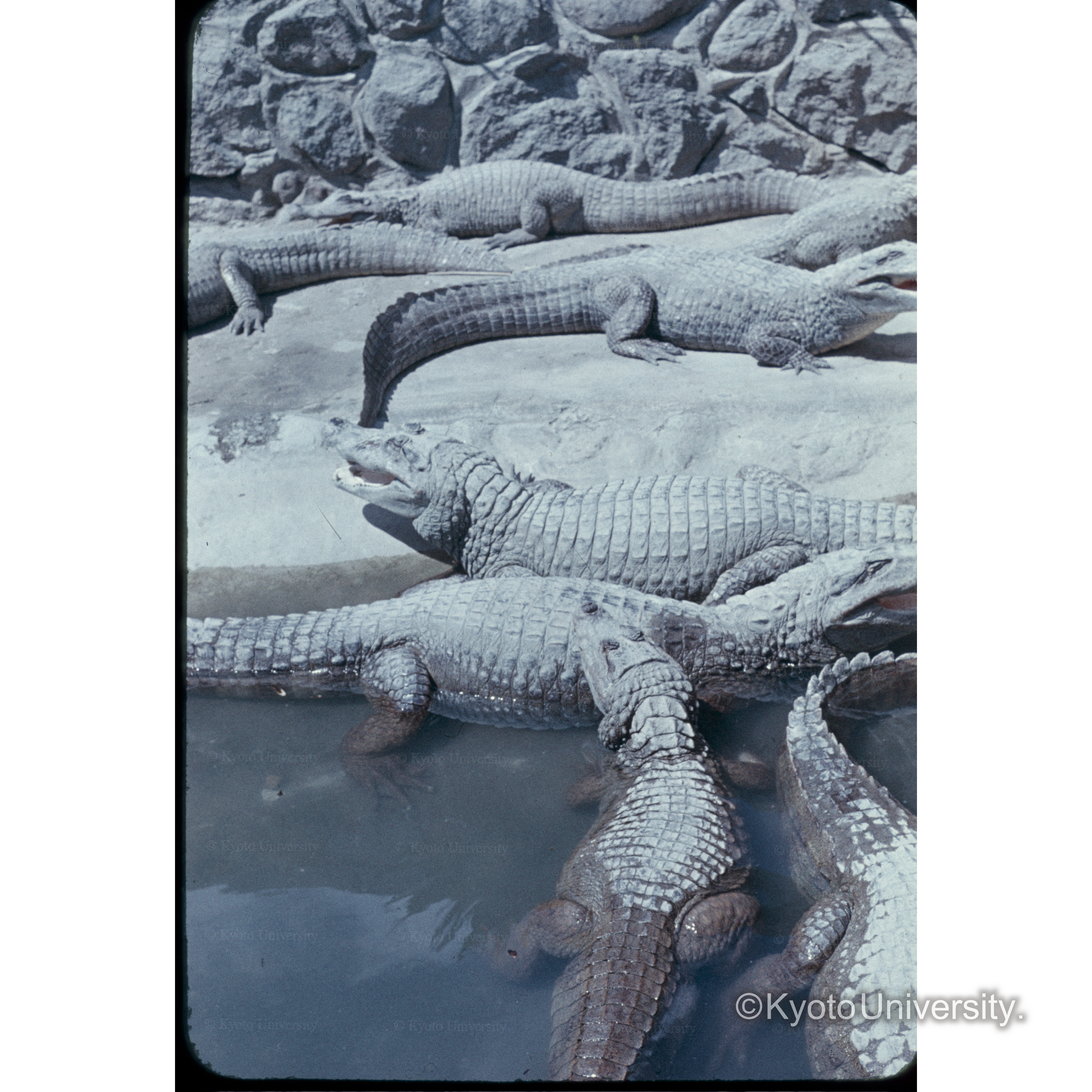 鬼山地獄（別府） (1)