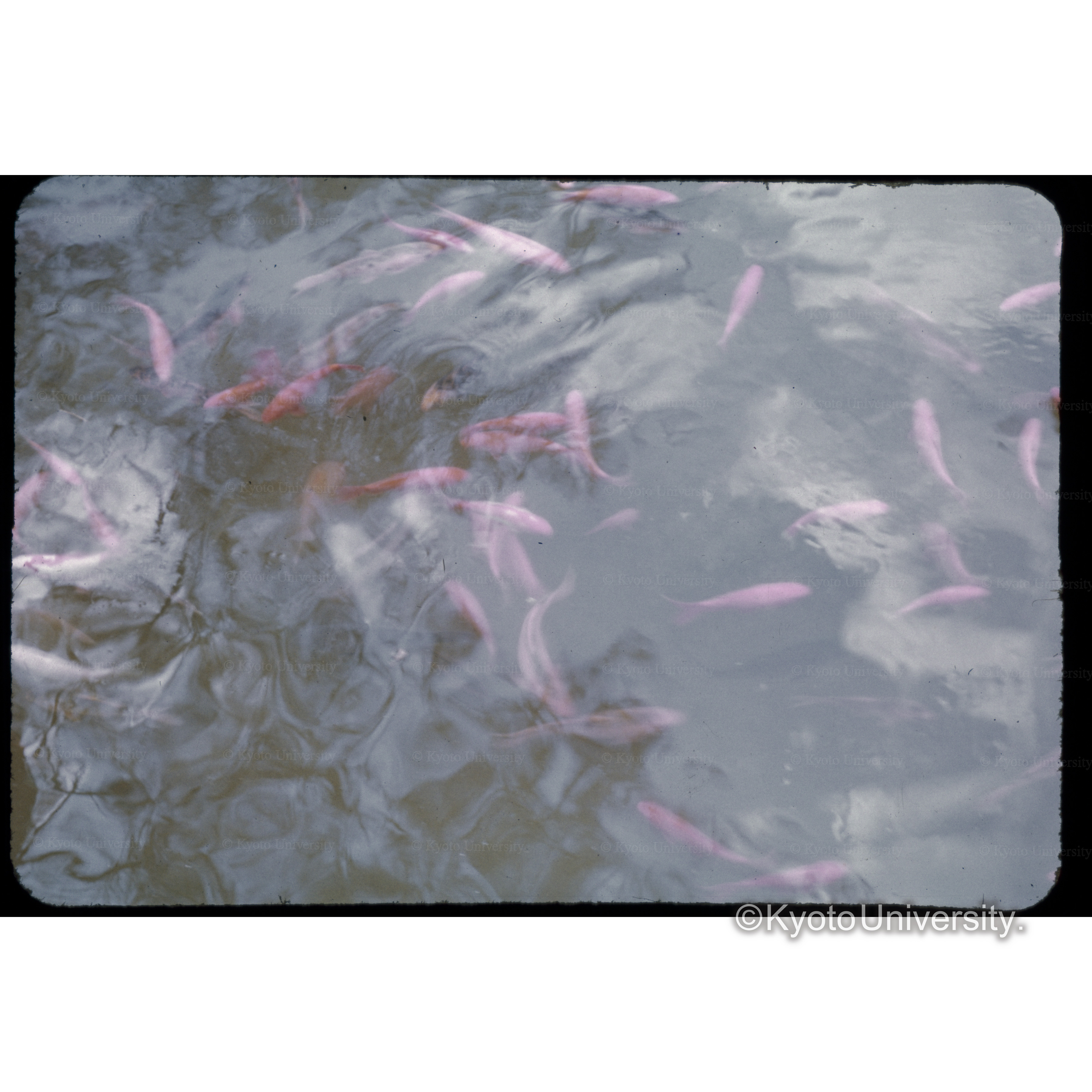 地獄の池（別府） (1)