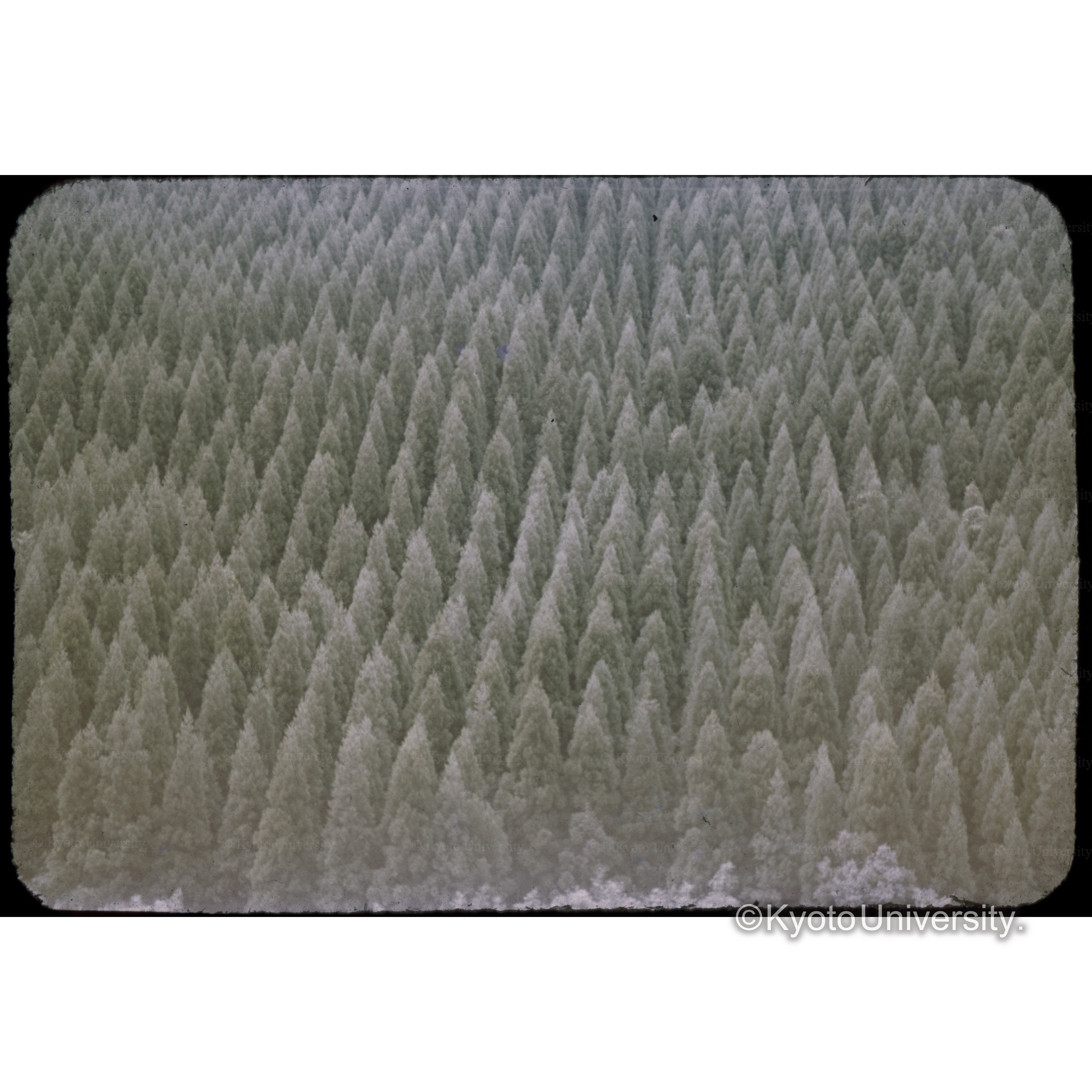 熊本　大山川沿岸小回林業地 (1)