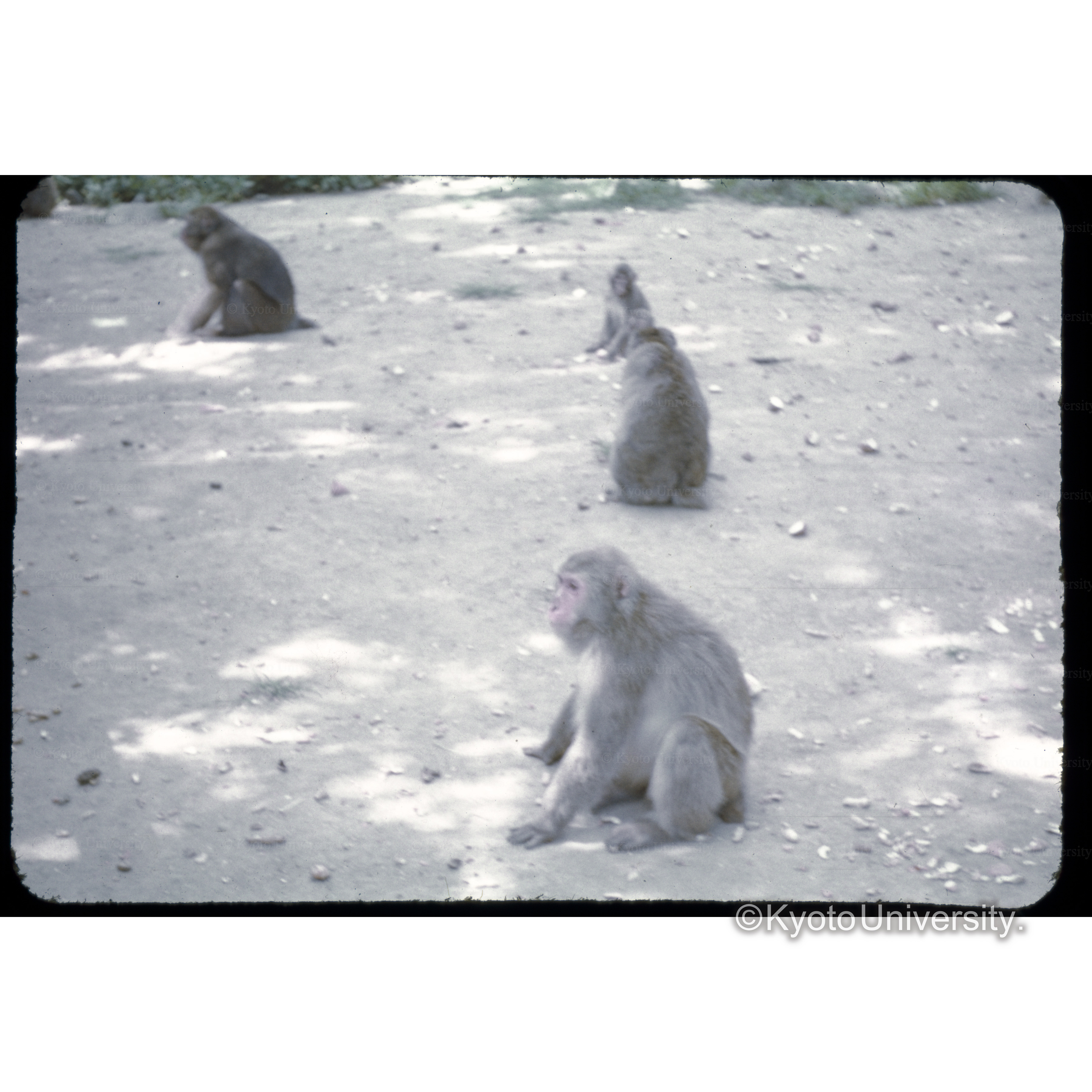 高岡山のさる (1)