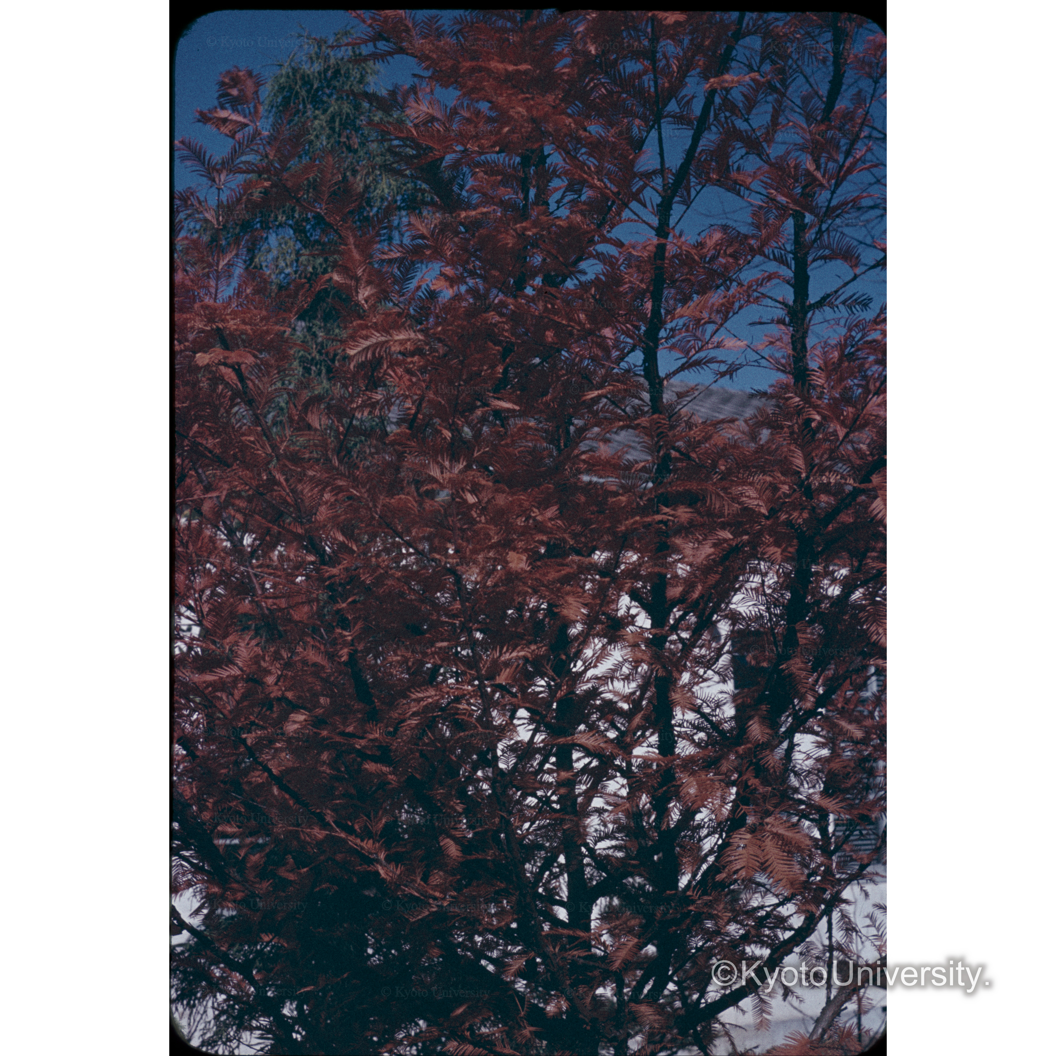 メタセコイヤ　（信大農場） (1)