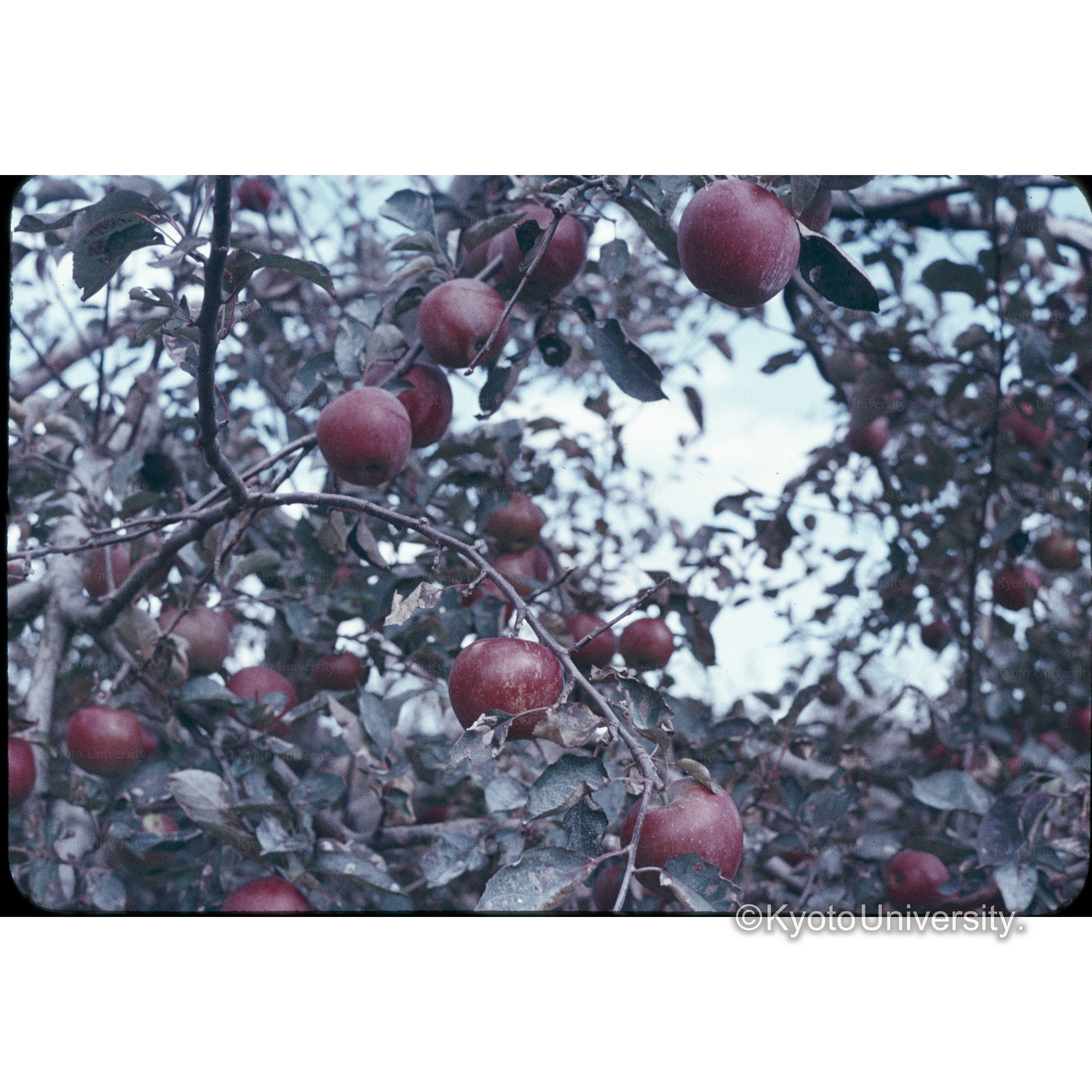 信大農場(リンゴ) (1)