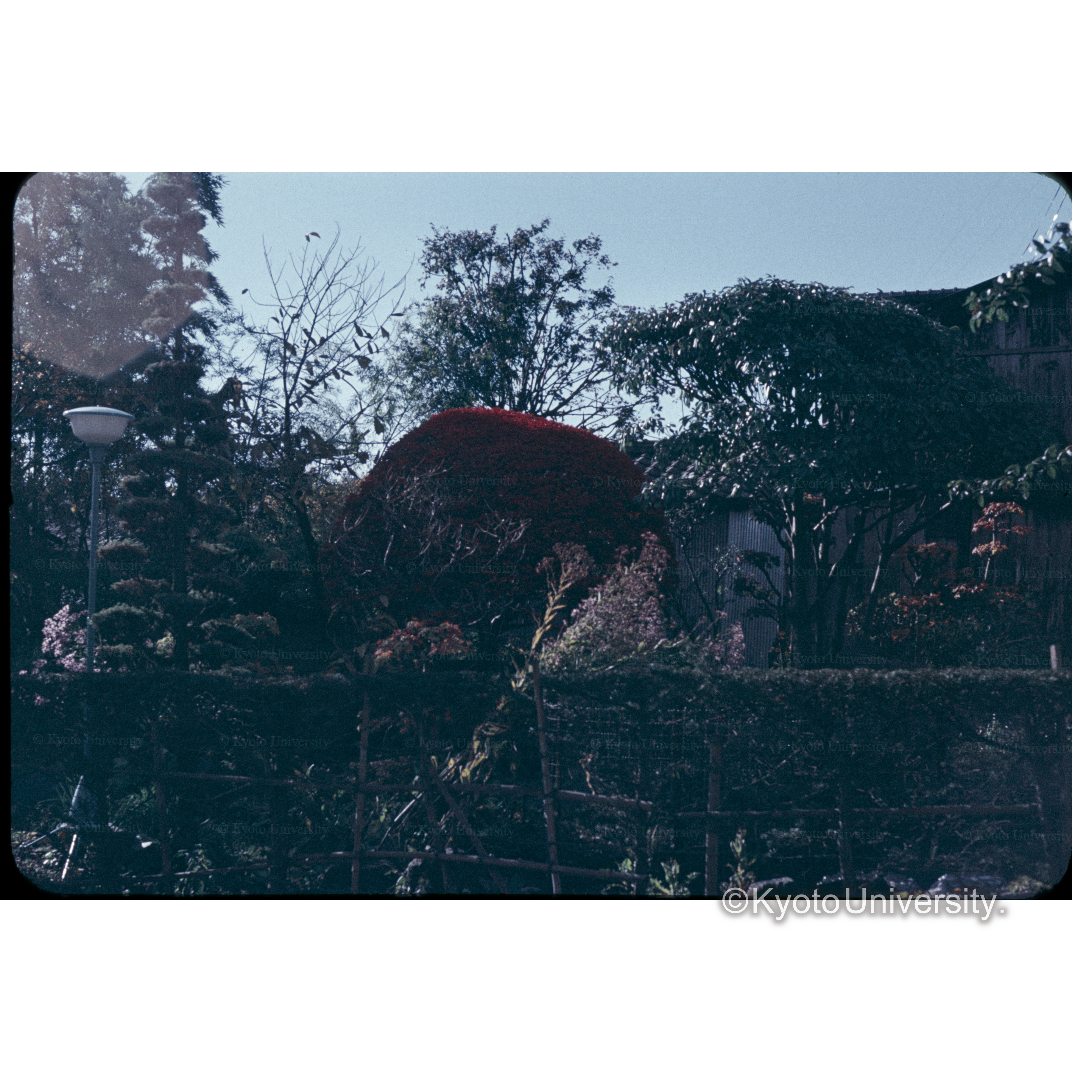 れんげつつじ、伊那市 (1)