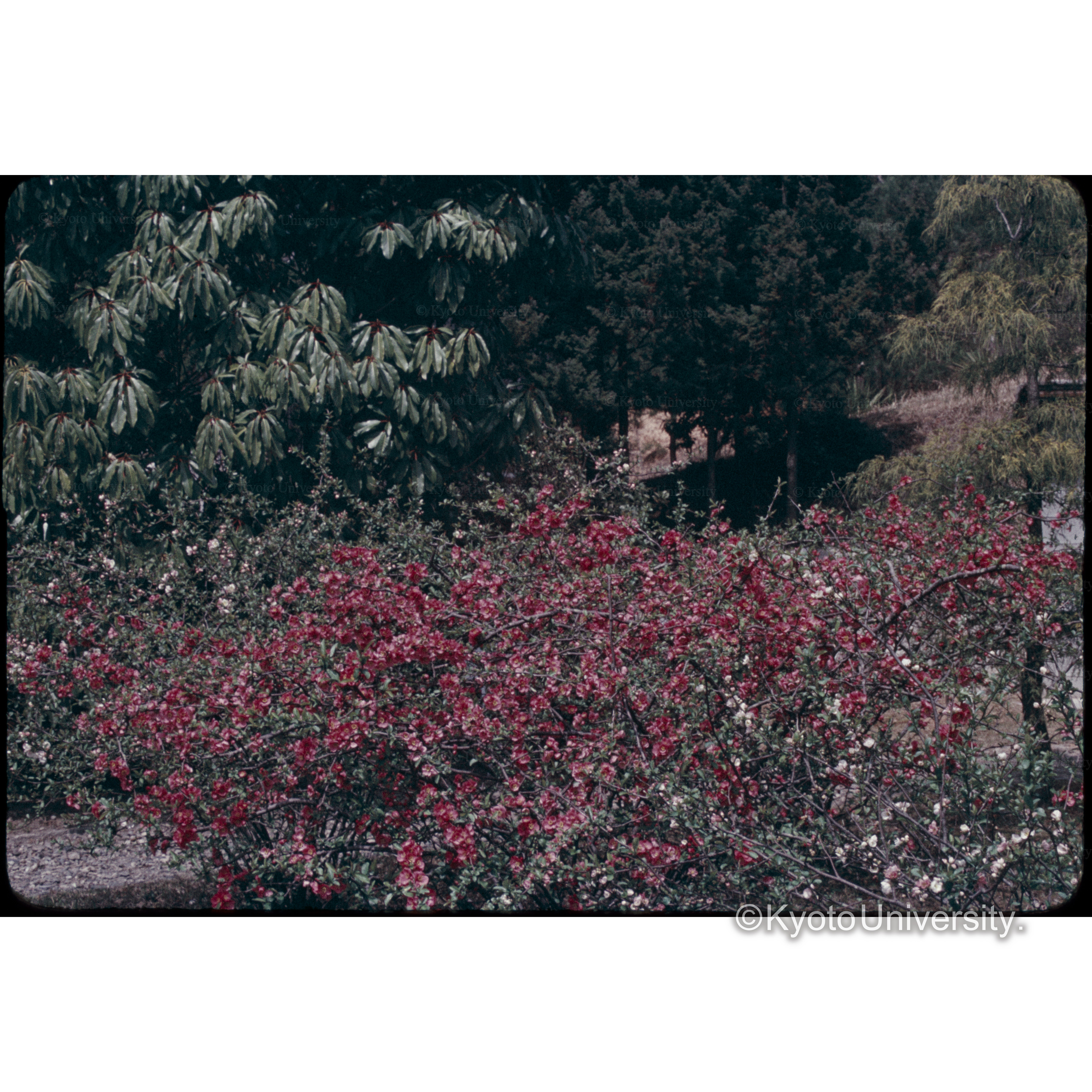 上賀茂試験地 (1)