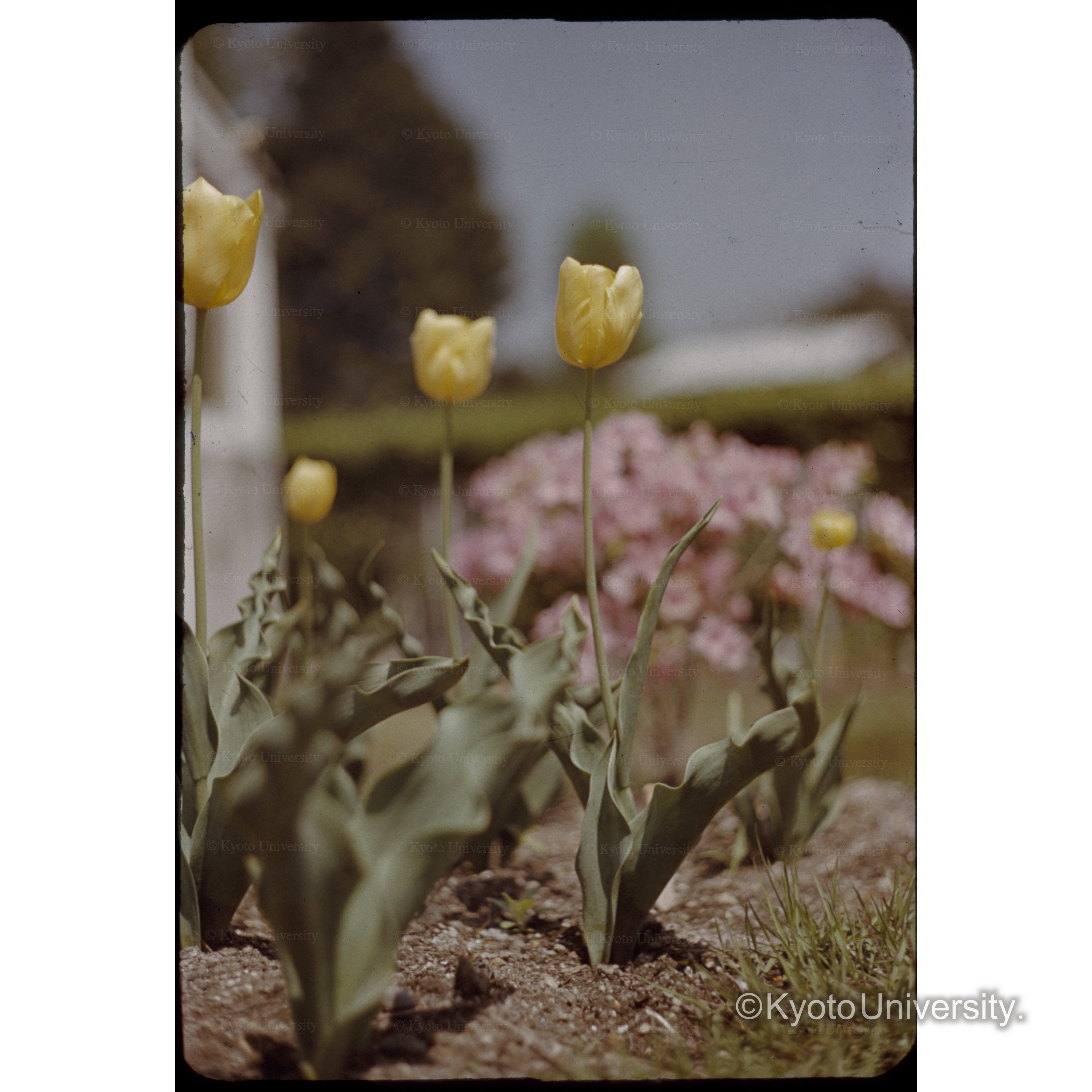 チューリップ (1)