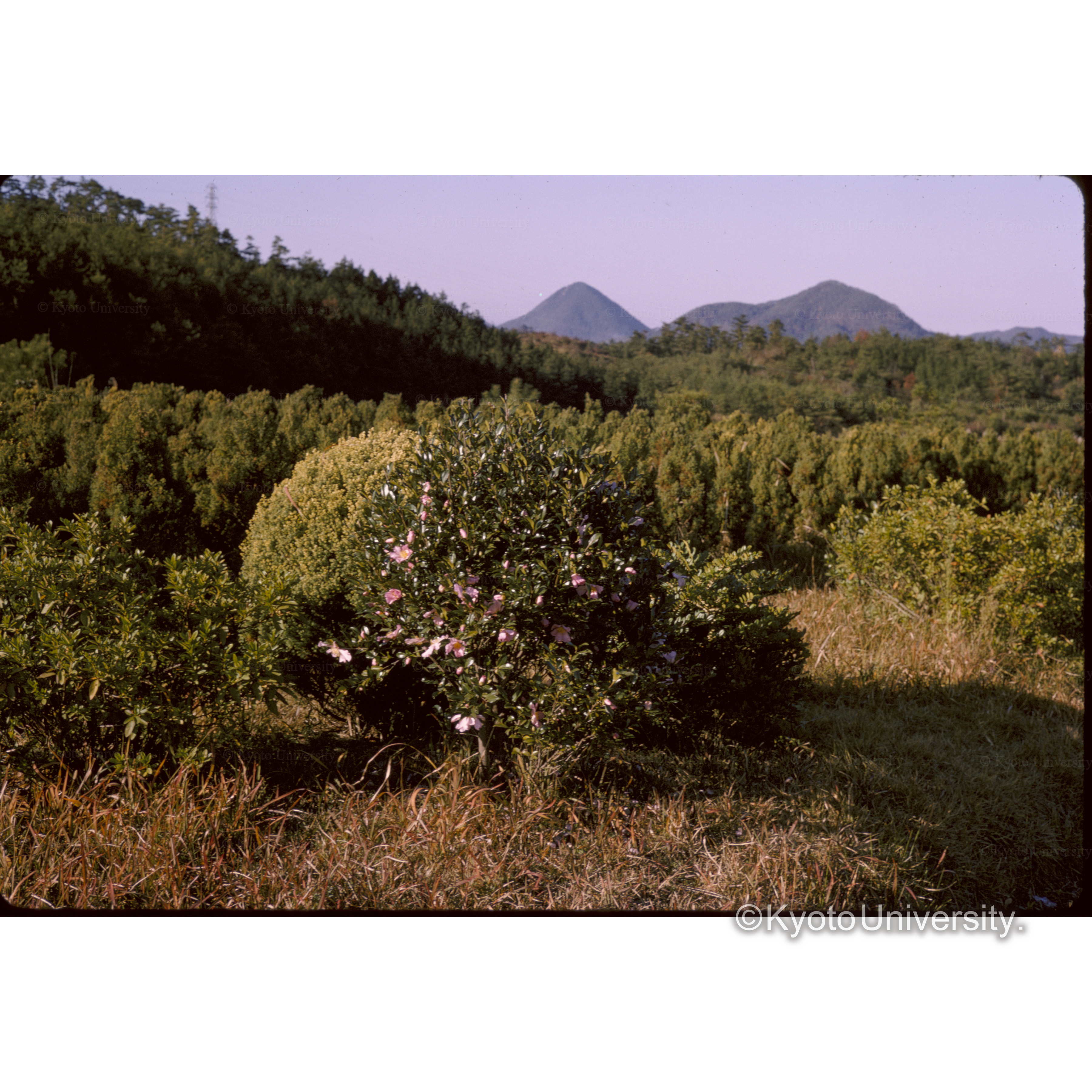 石切苗畑(カイズカ) (1)