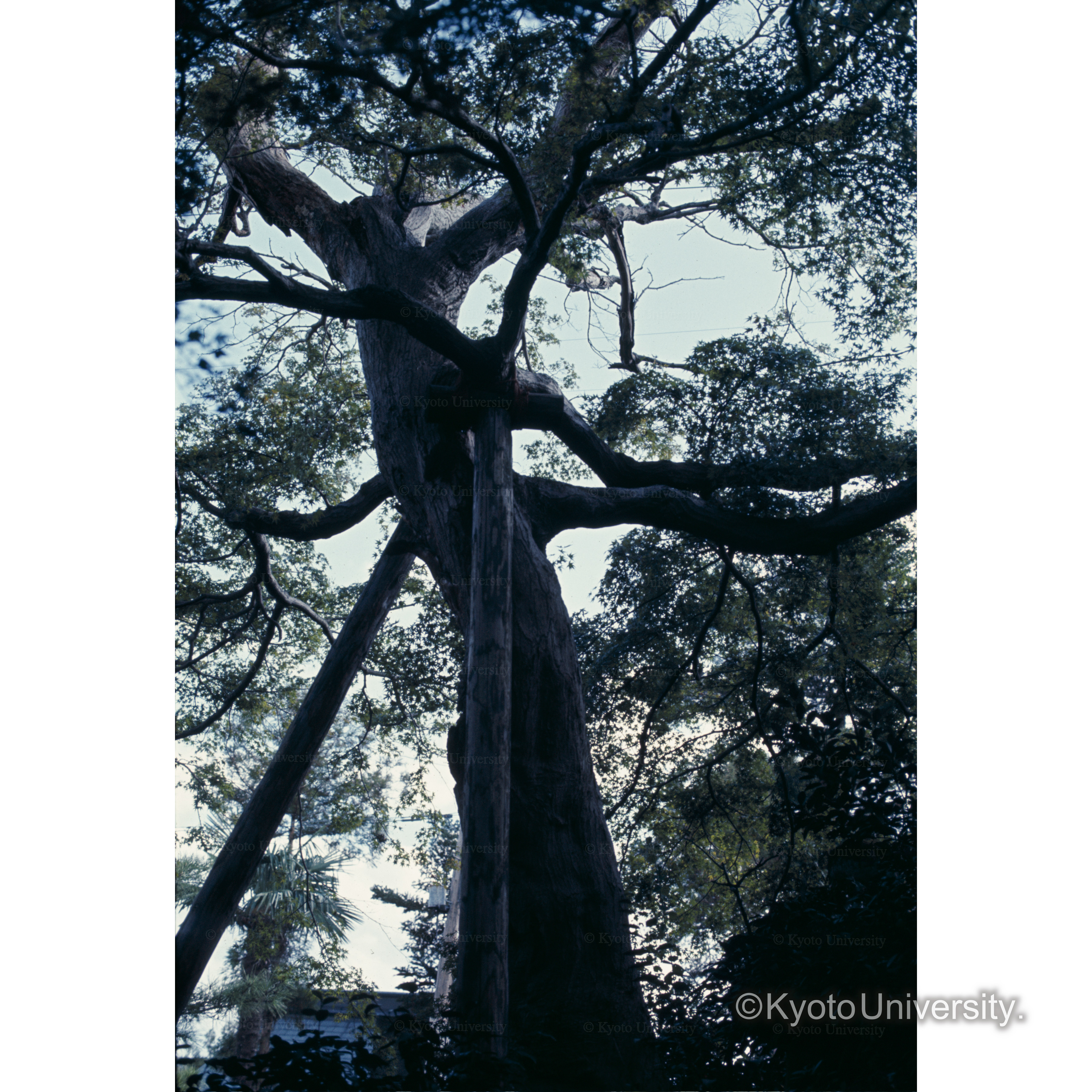 京都.　駒井邸庭園のカエデ (1)