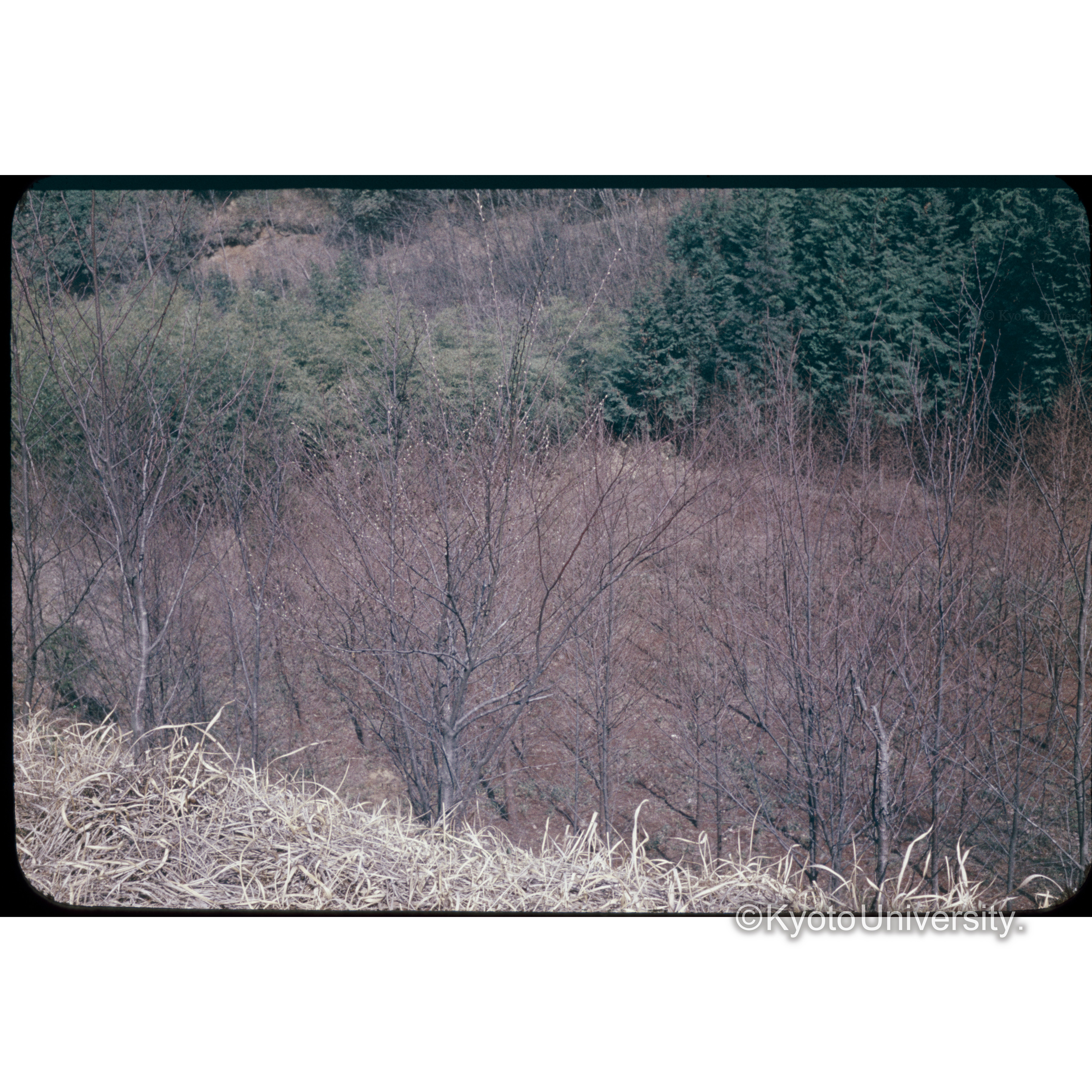 河川 metasequoia (1)