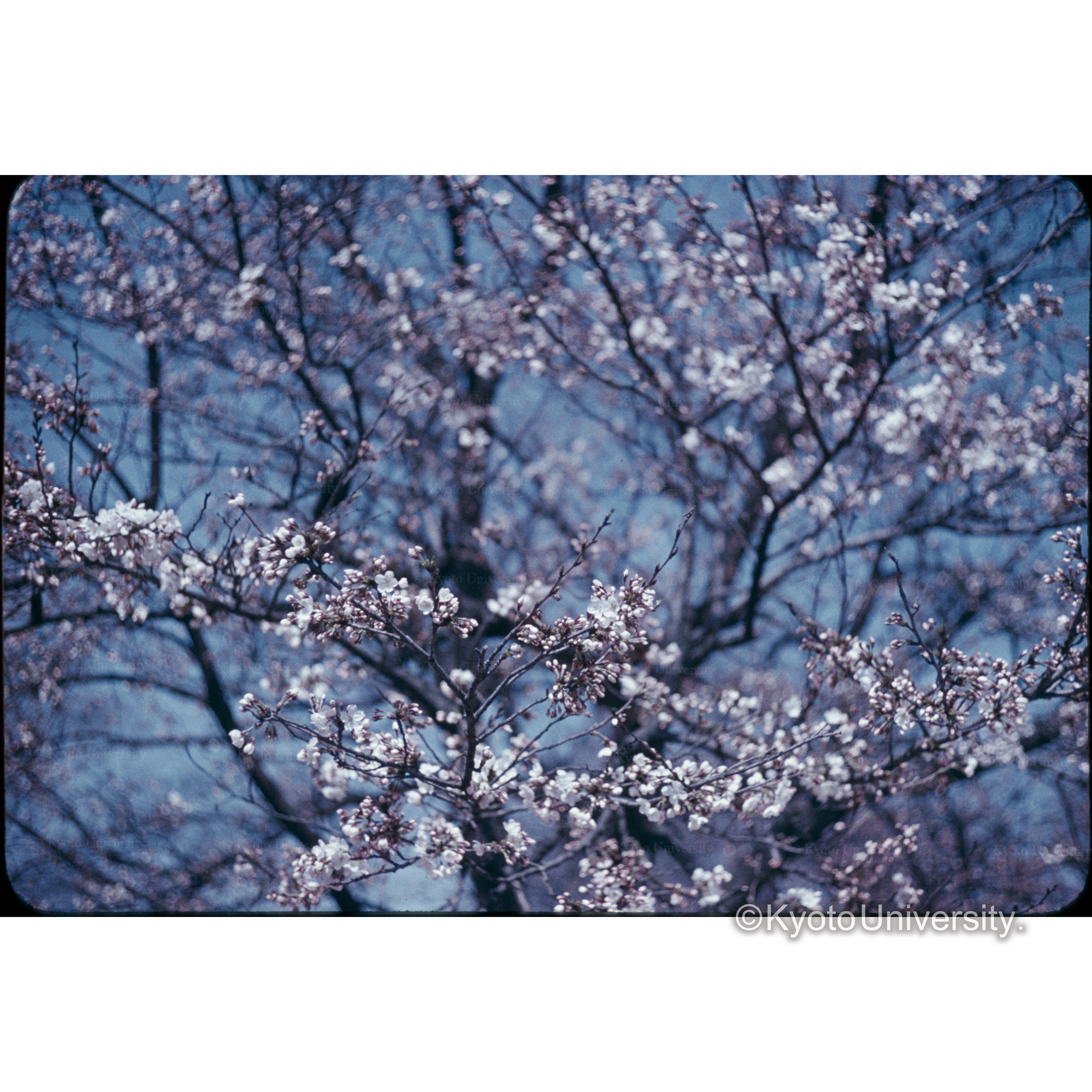 ソメイヨシノ、京都植物園 (1)