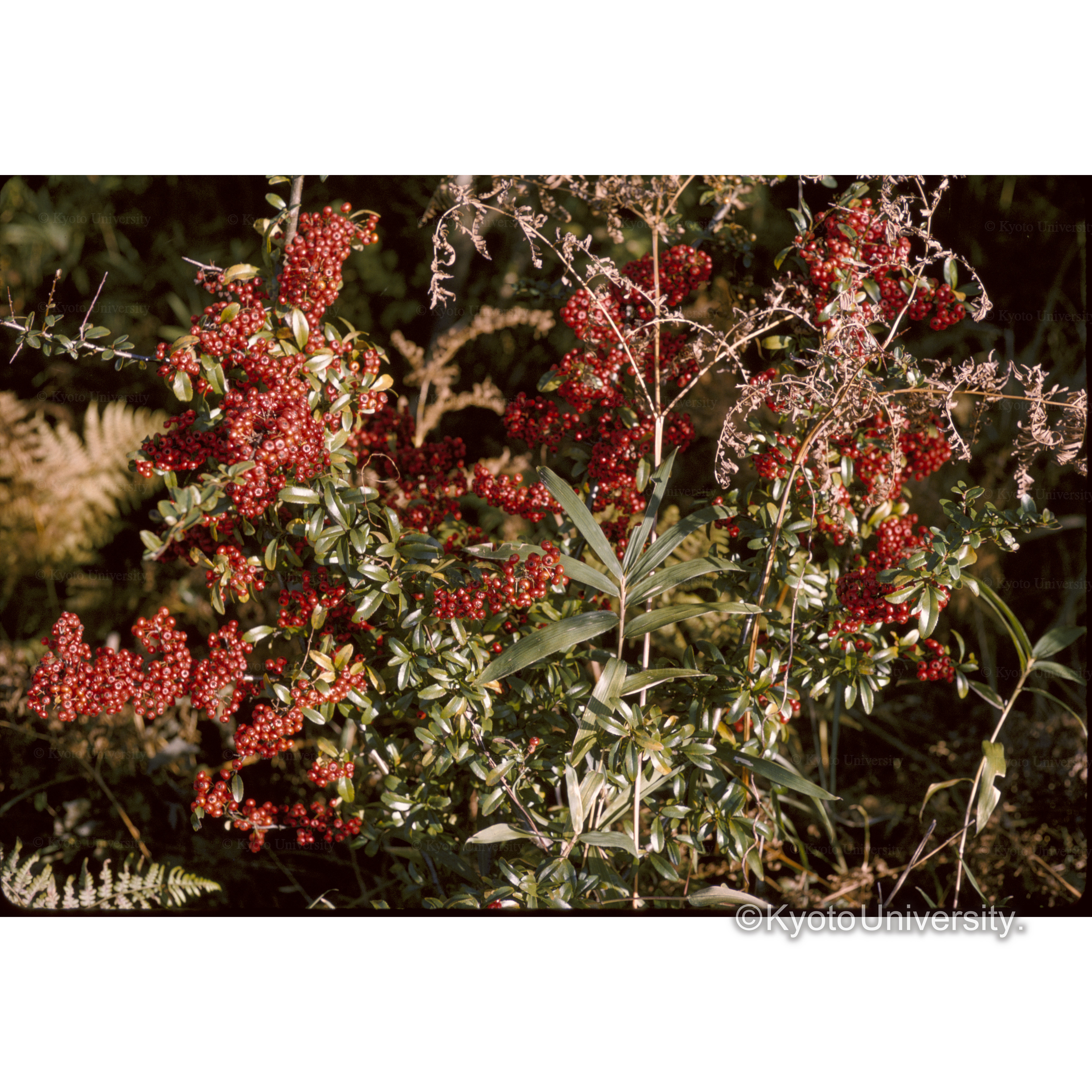 石切苗畑(ピラカンサ) (1)