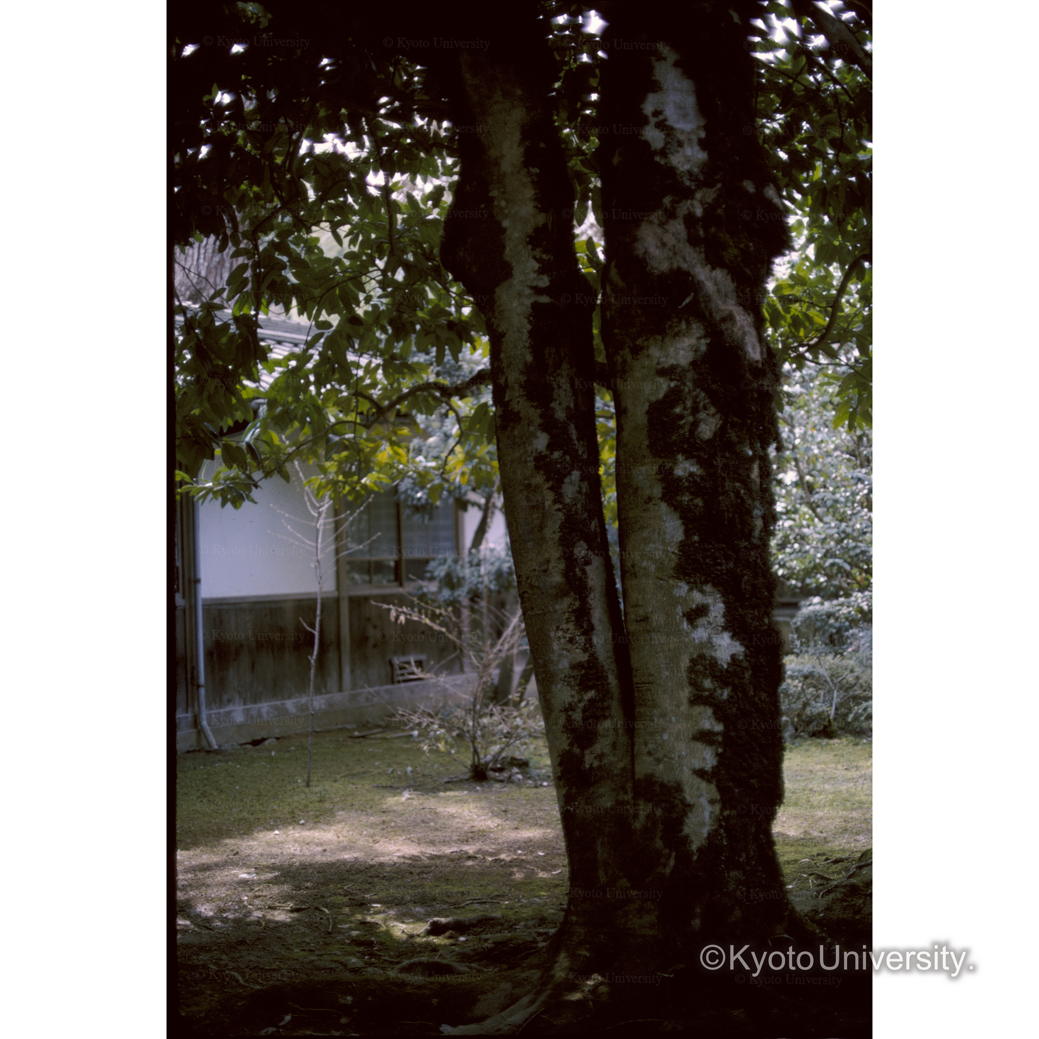 タラヨウ(多賀神社） (1)