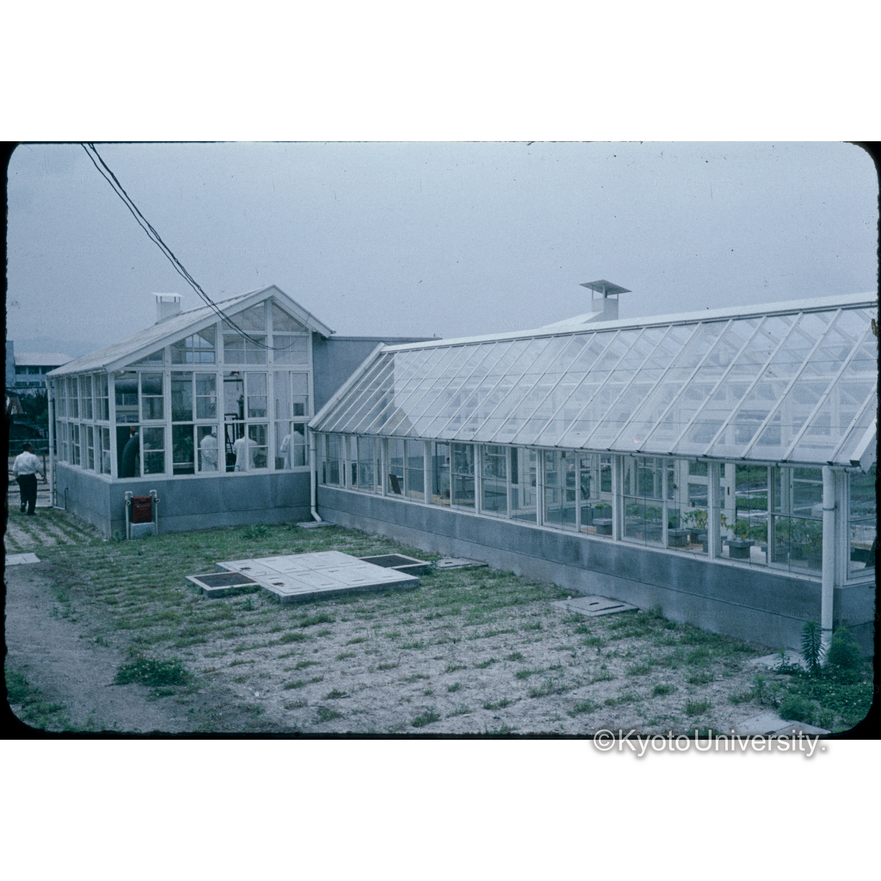 〔ビニールハウス〕 (1)