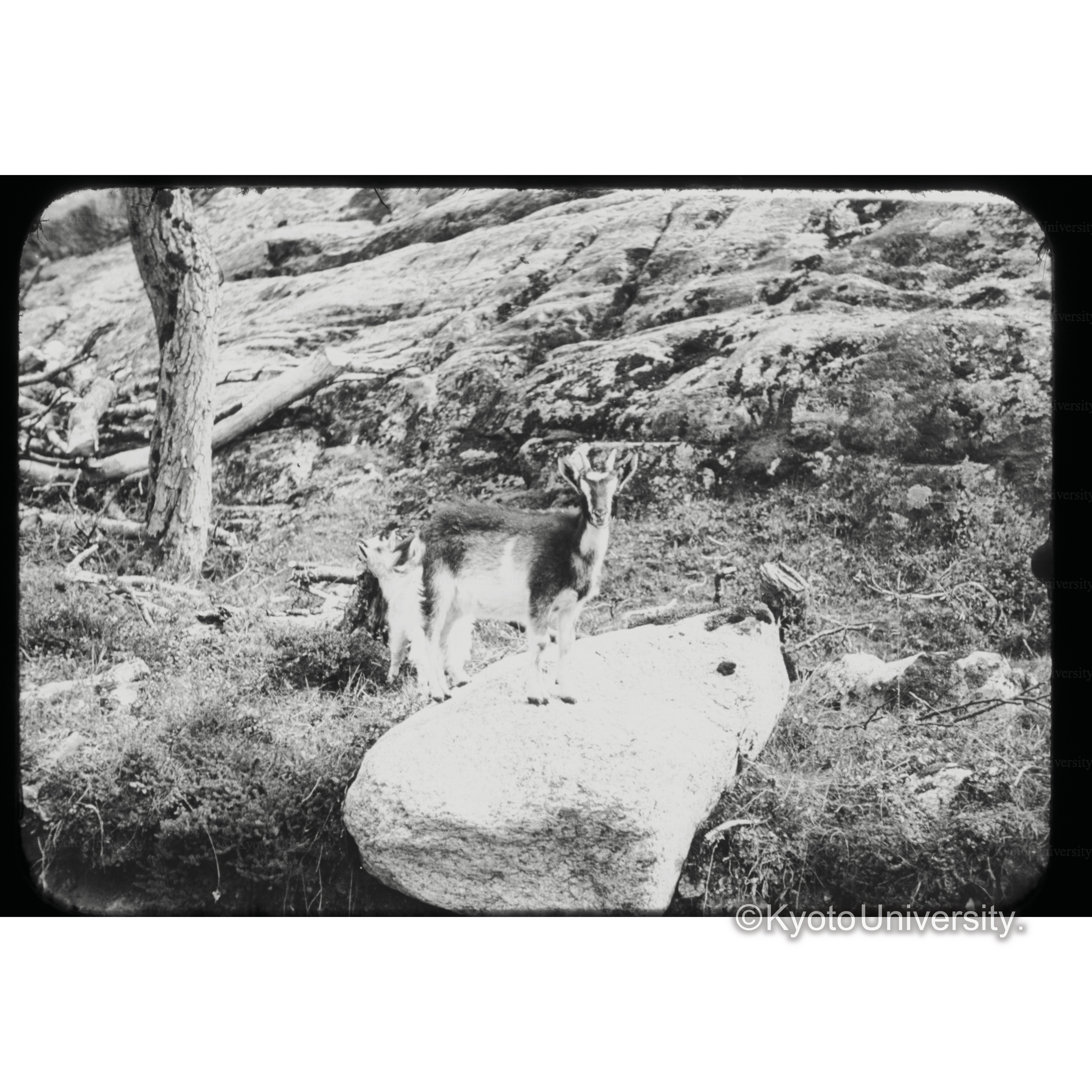 Brixidal sk 2.19 (1)