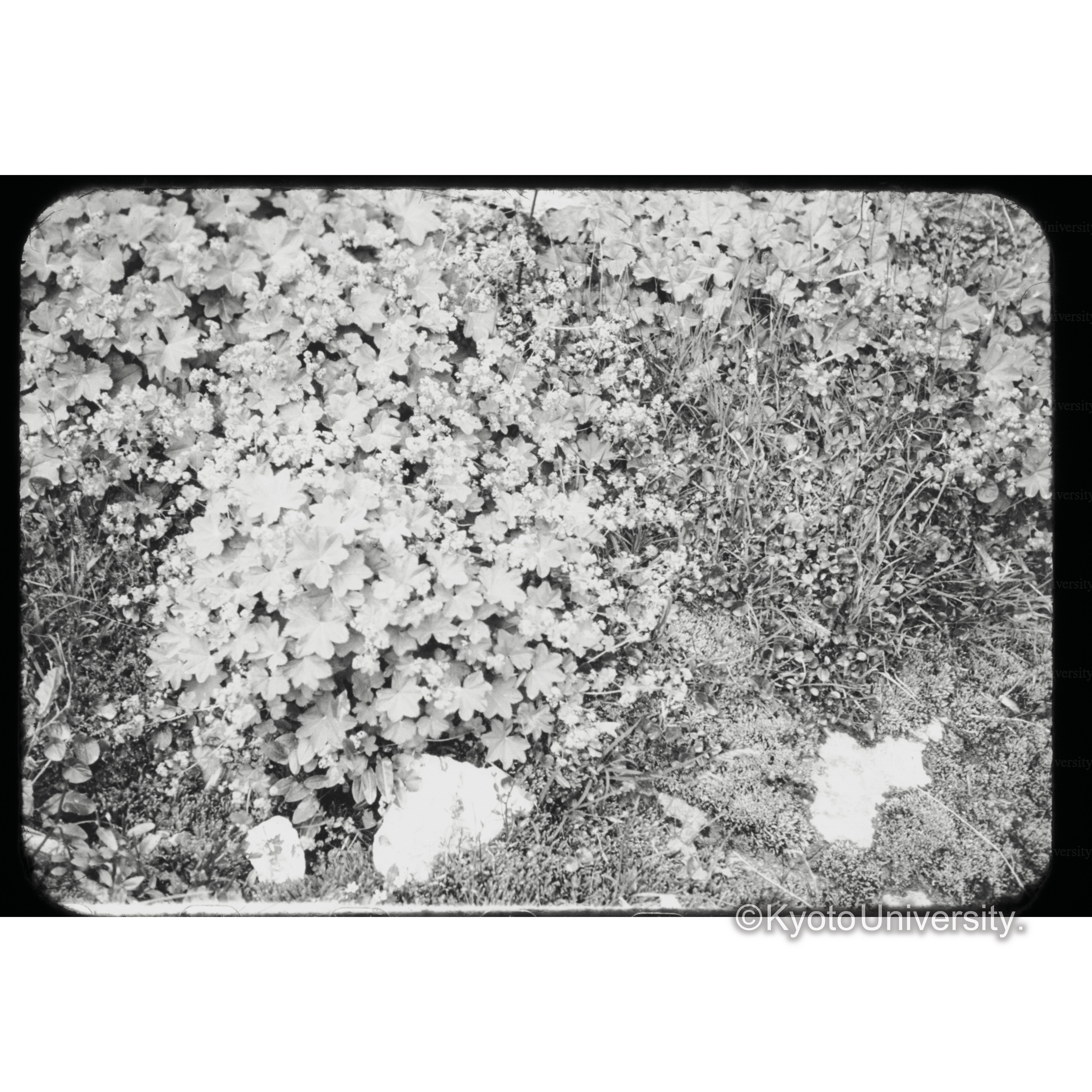 Djuvards sk 2.28 (1)