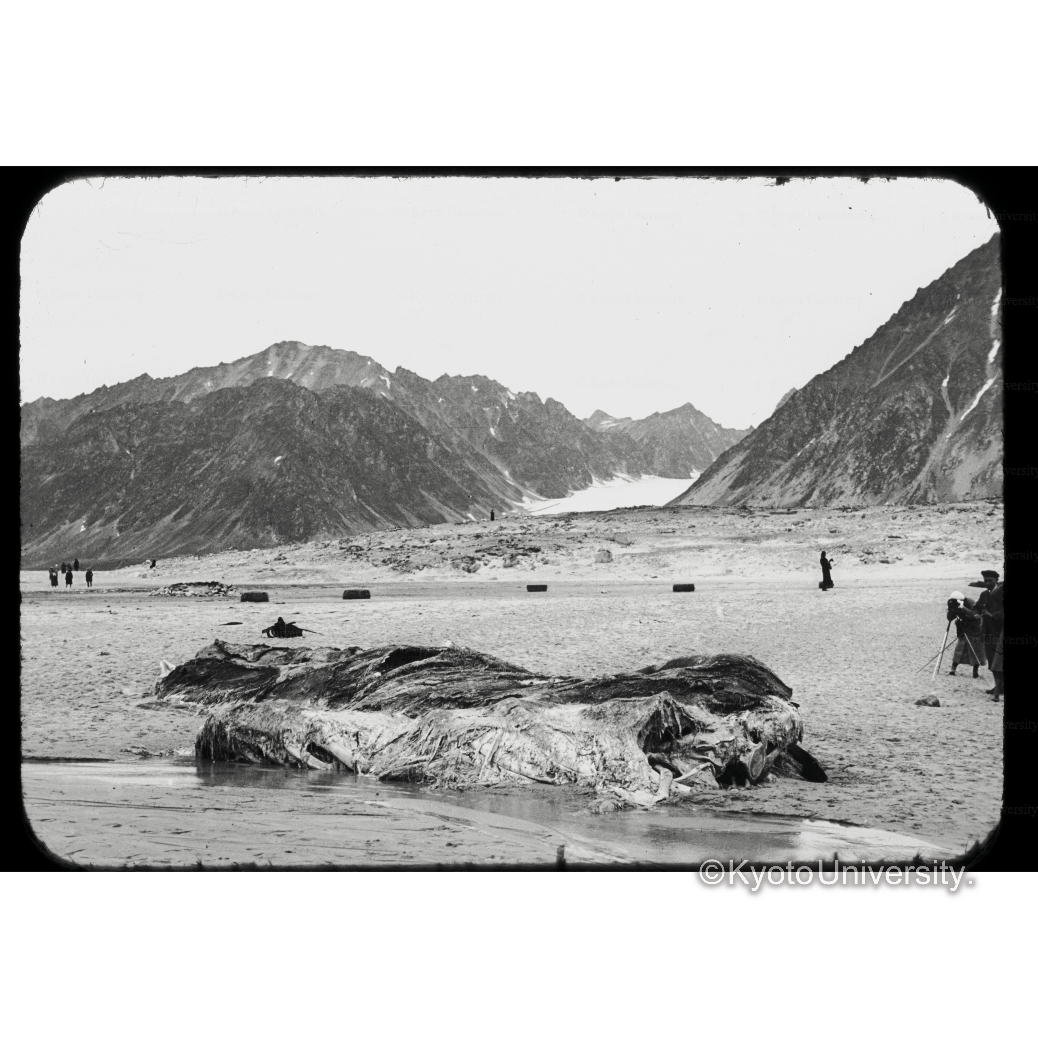 Magdalenefjord sk 4.27 (1)岡崎　 (1)