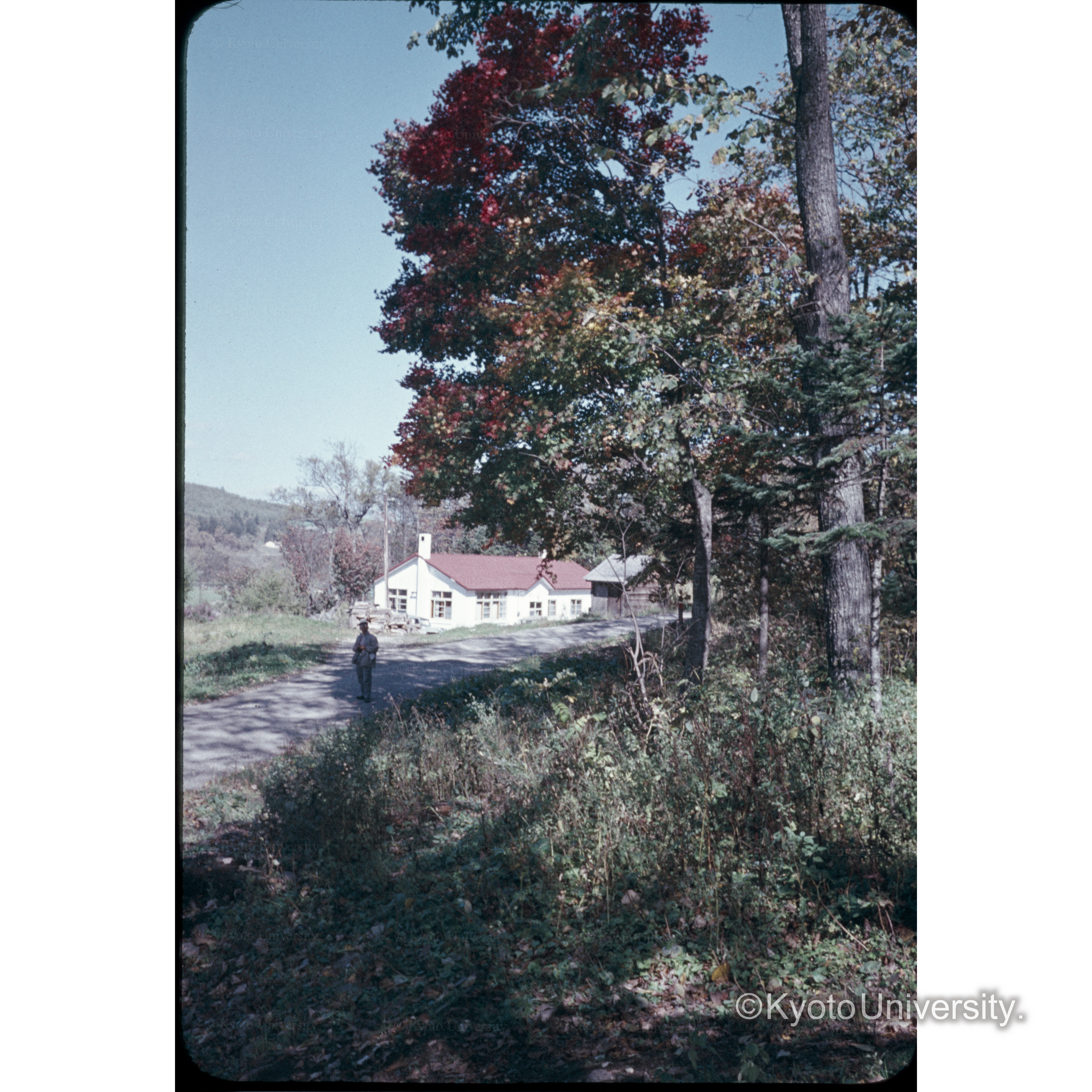 〔樹木と家屋〕 (1)