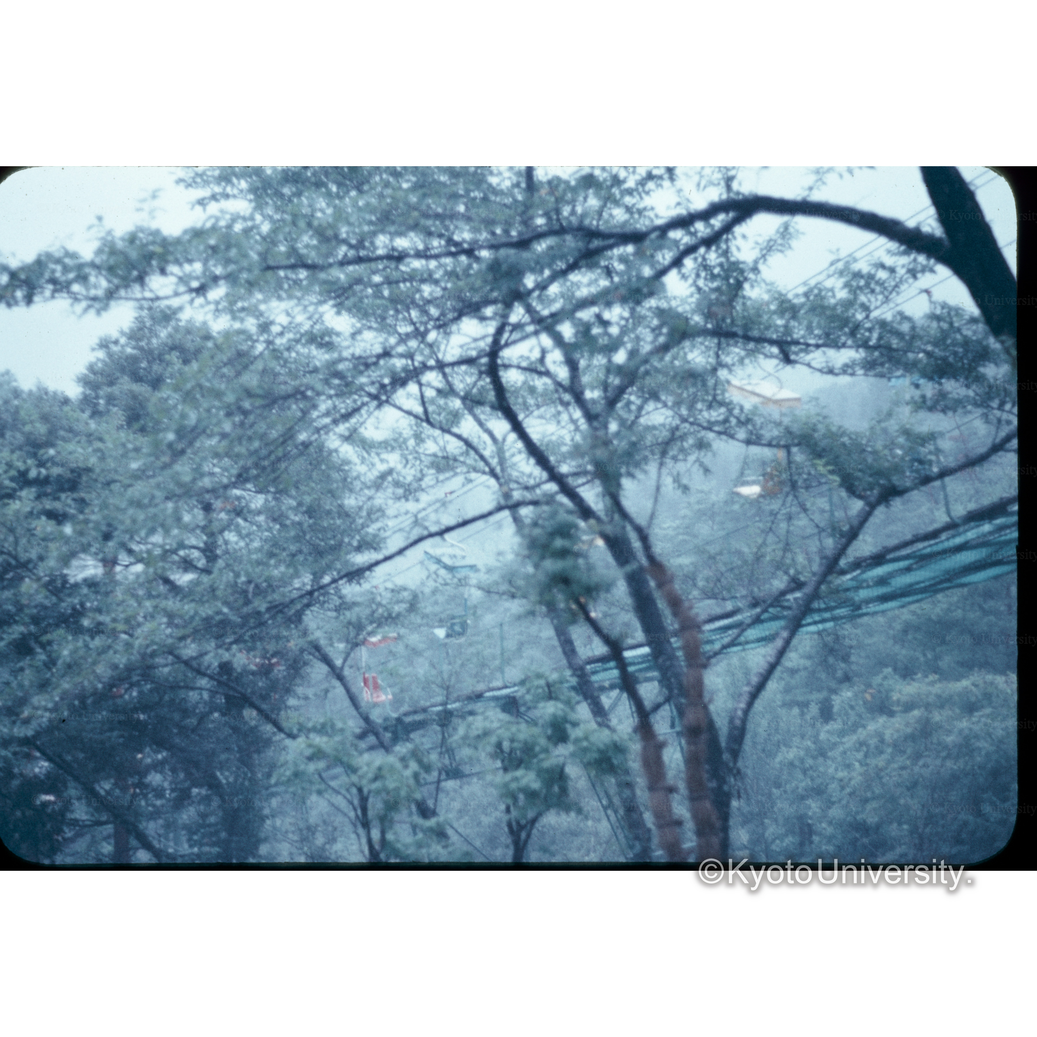 天立橋(黒松) (1)