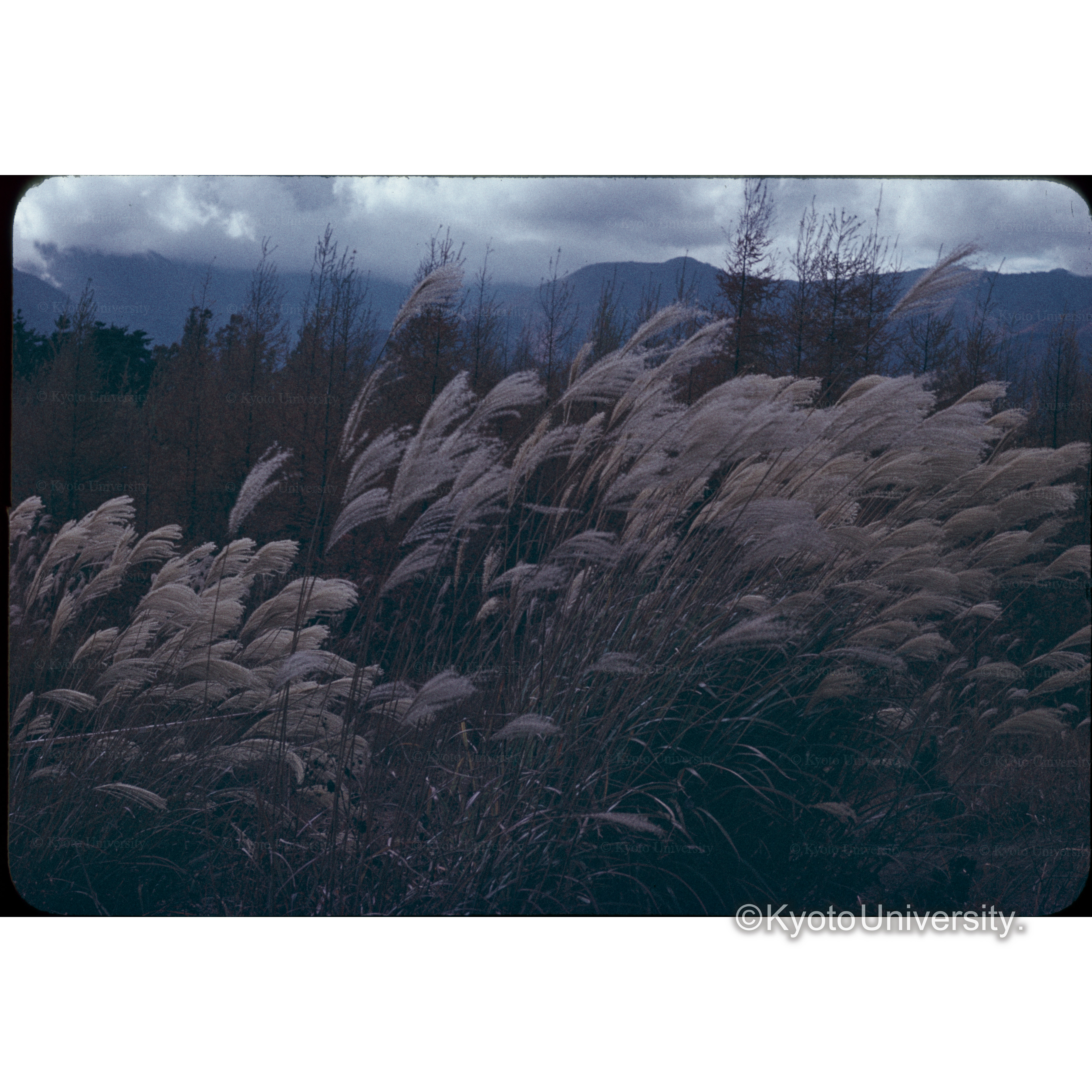 すずきヶ原、信大農学部 (1)