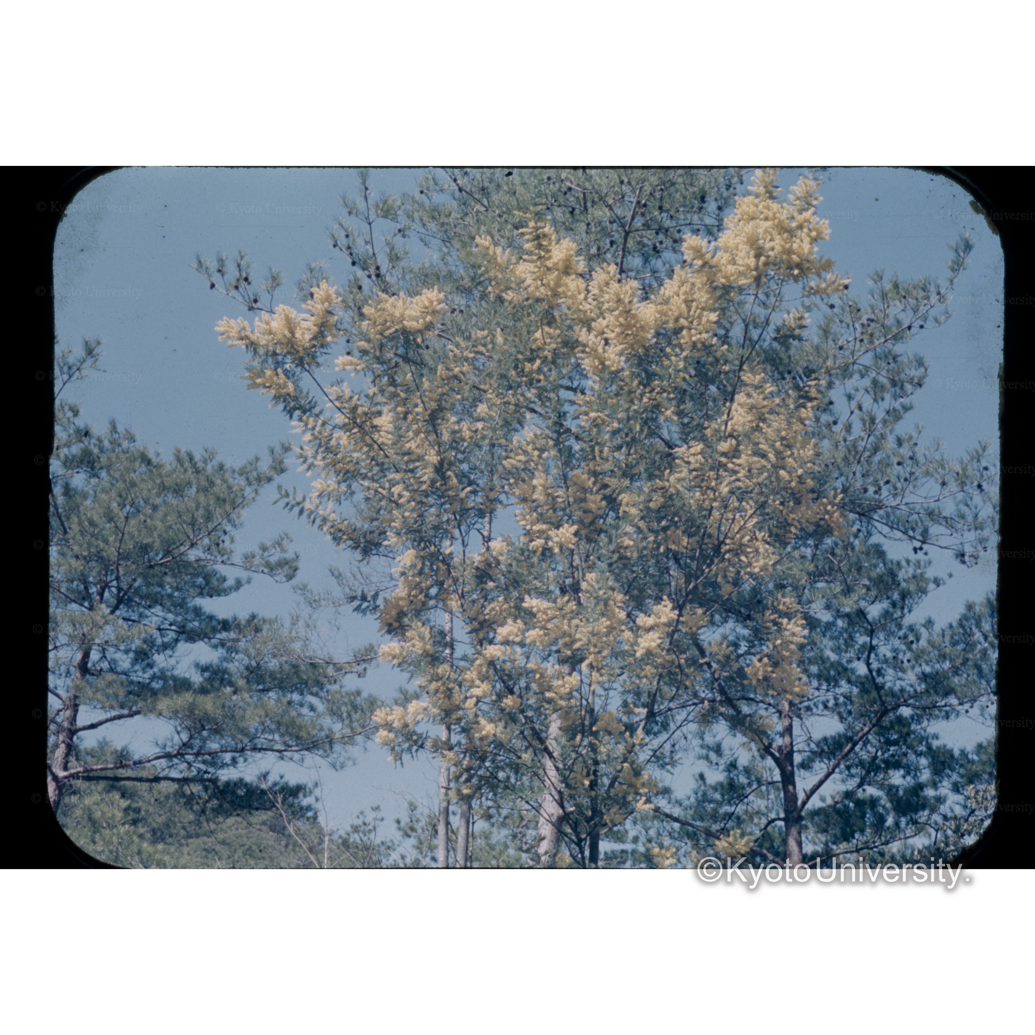 A.バイレアーナ　植栽後3年　樹高5m　アカシヤの花(白浜) (1)