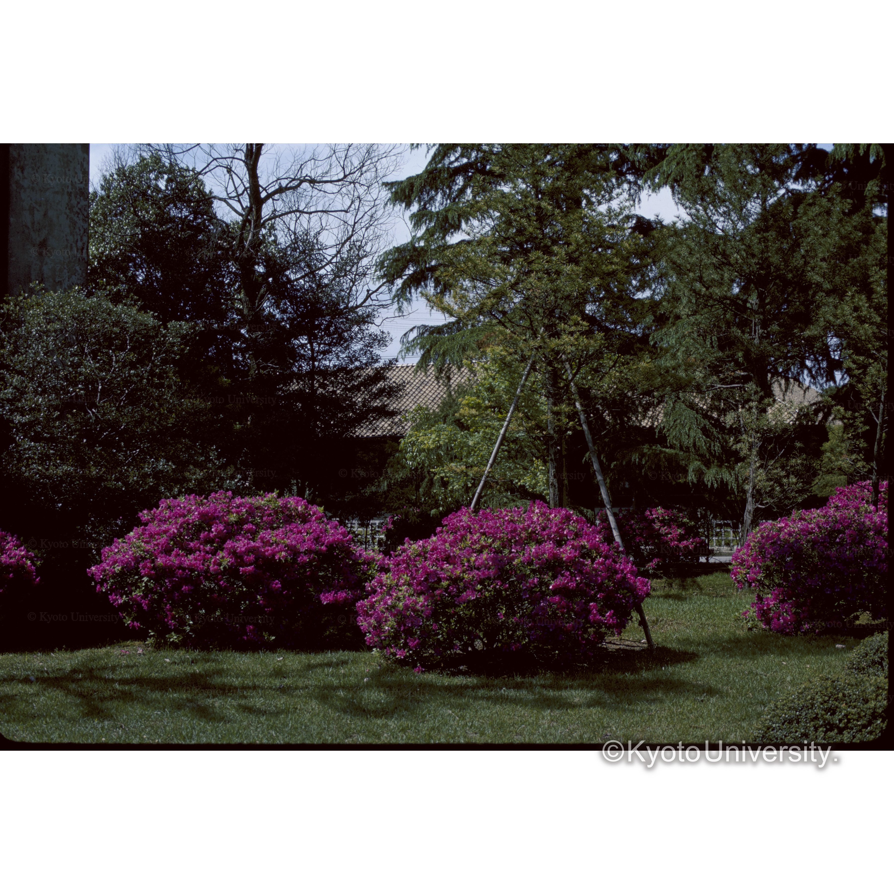 京大農学部前庭 (1)