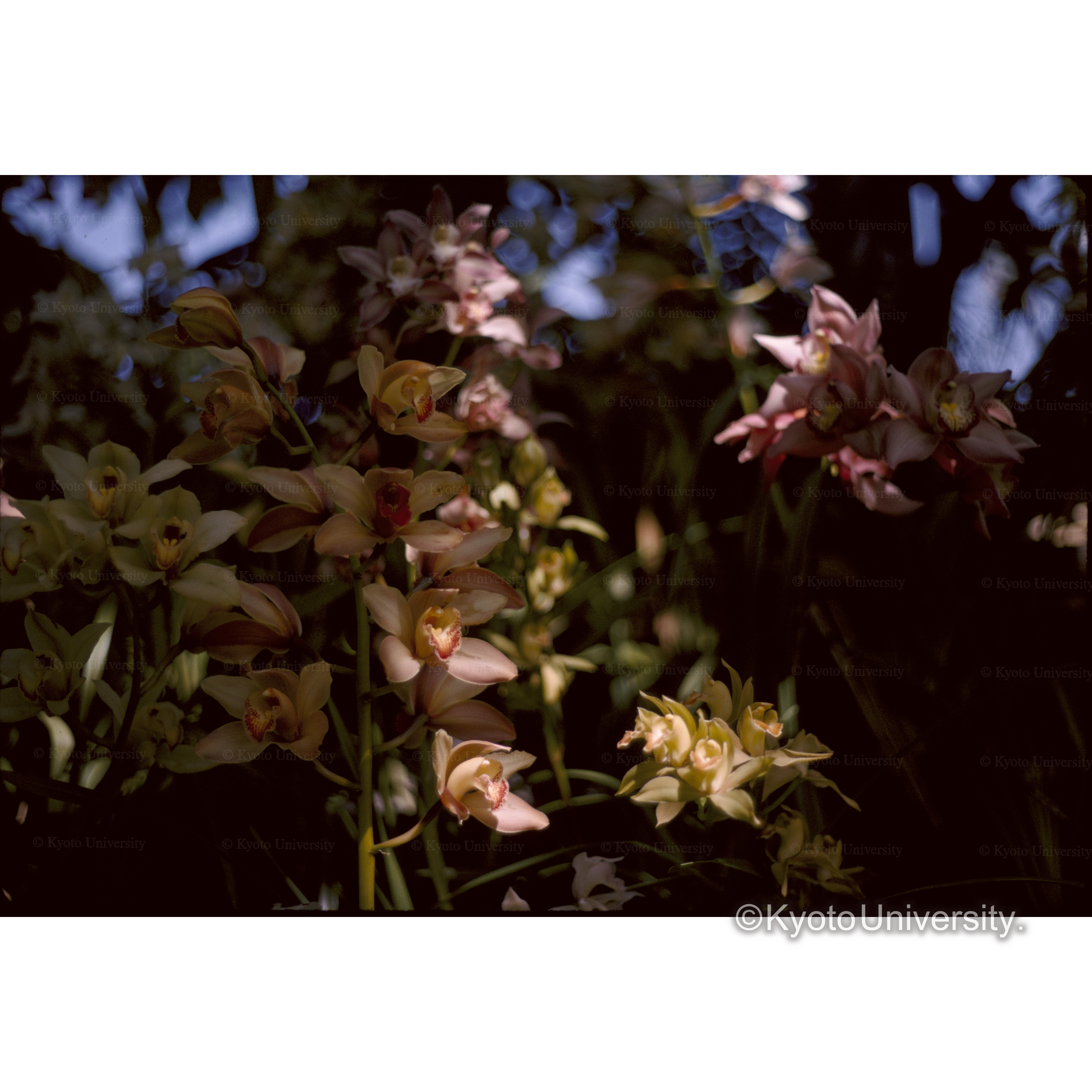 植物園温室ラン (1)