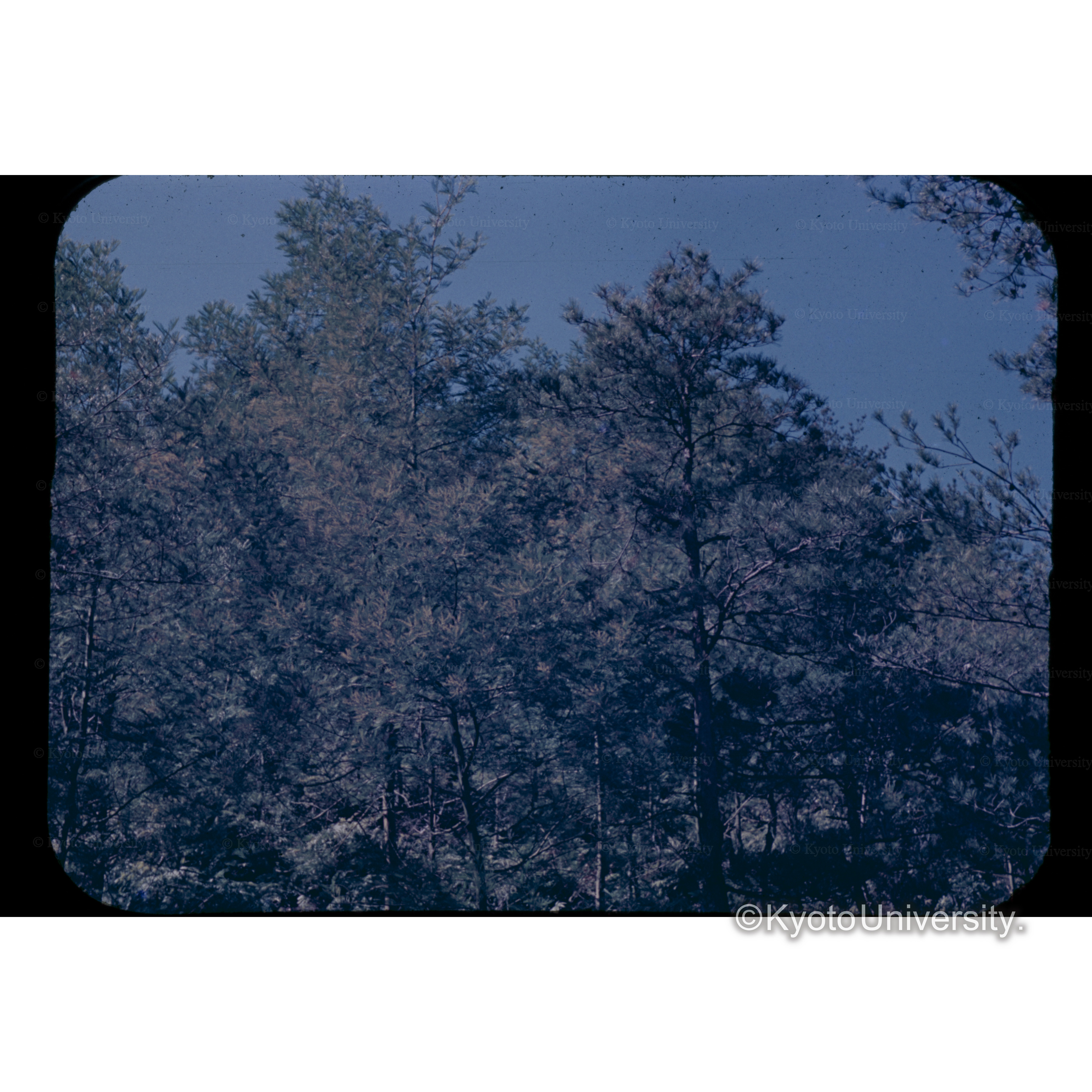 マツとアカシヤの成長比較、白浜　　マツ28年生、アカシヤ3年生 (1)