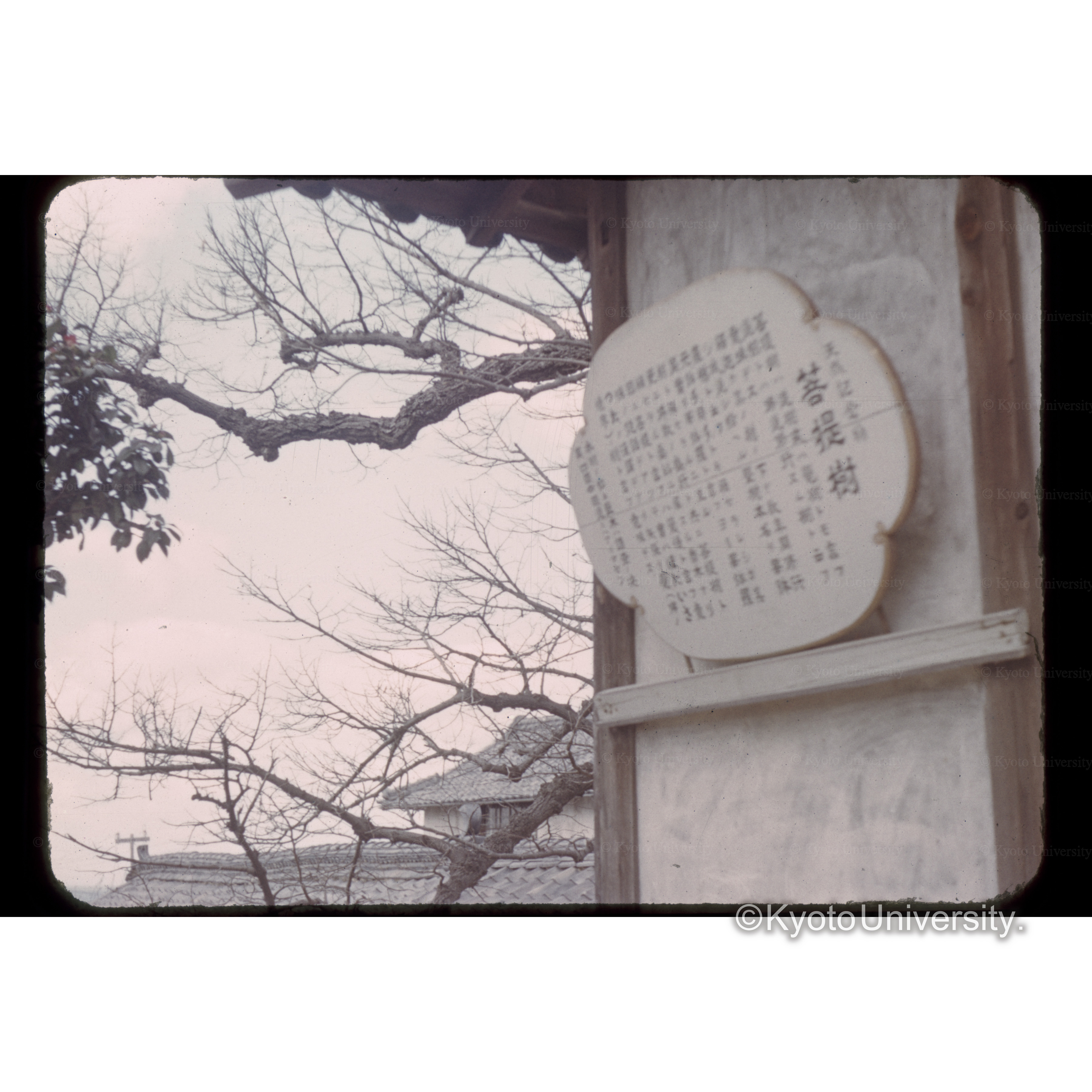 香川県三豊郡古ボダイジュ (1)