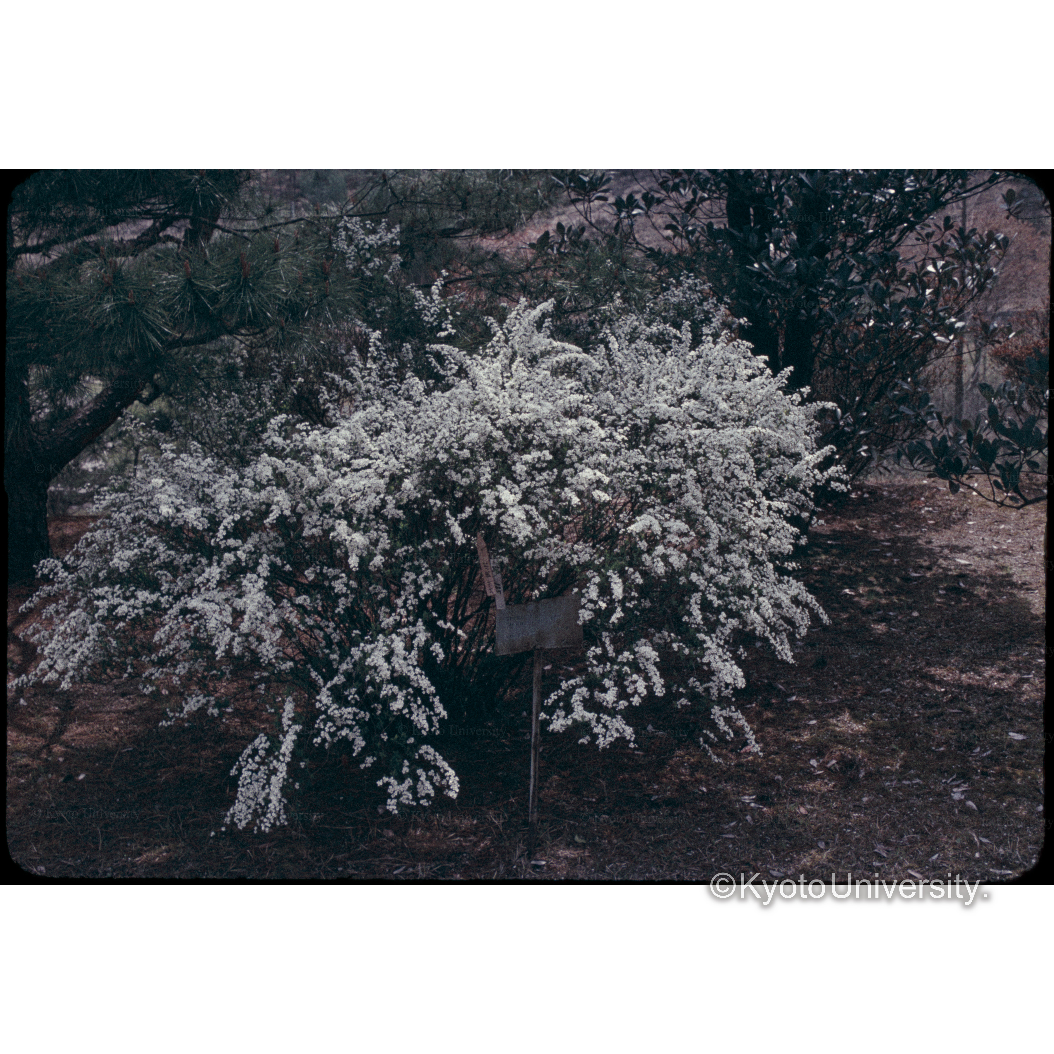 上賀茂試験地 (1)