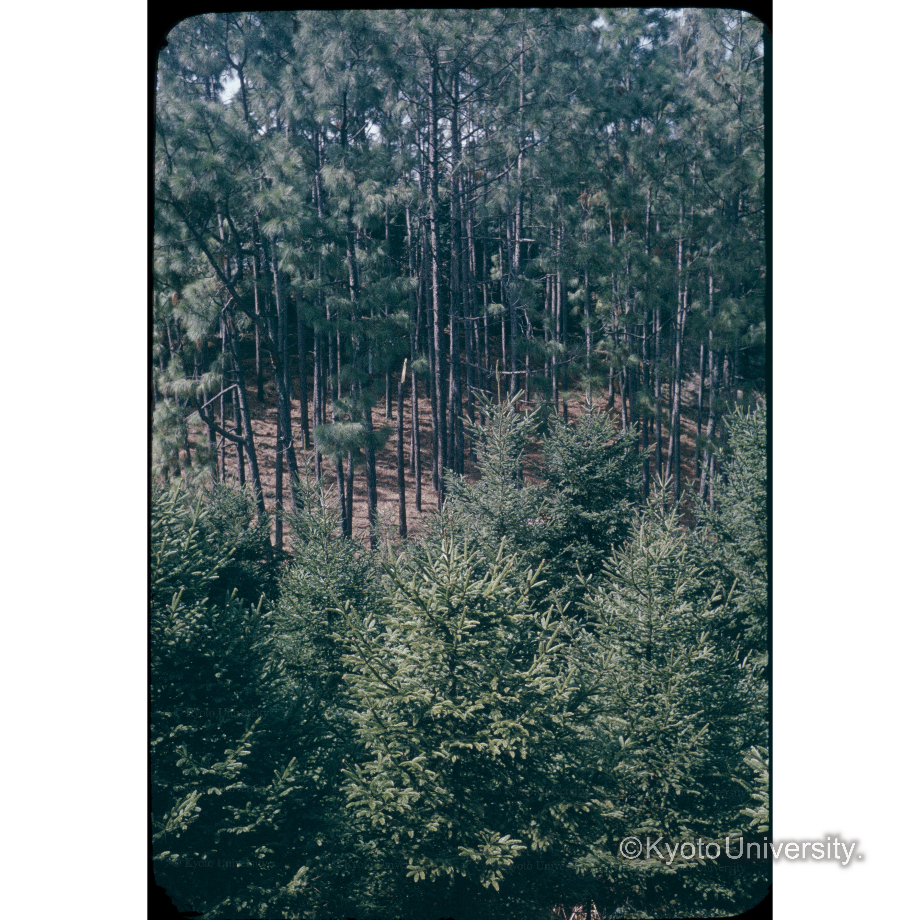 外国マツ(ストローブ□) (1)