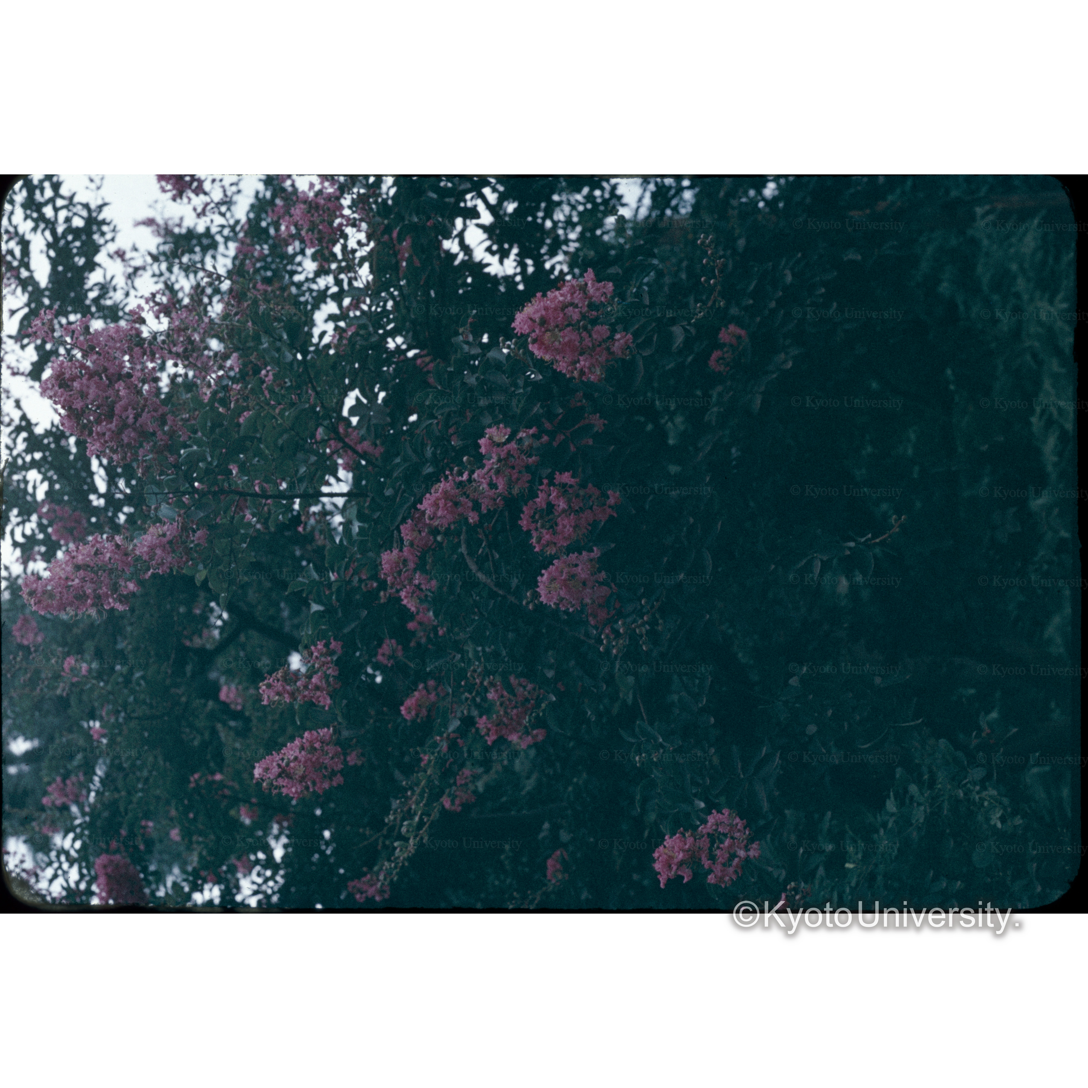 サルスベリ(日下さん邸) (1)