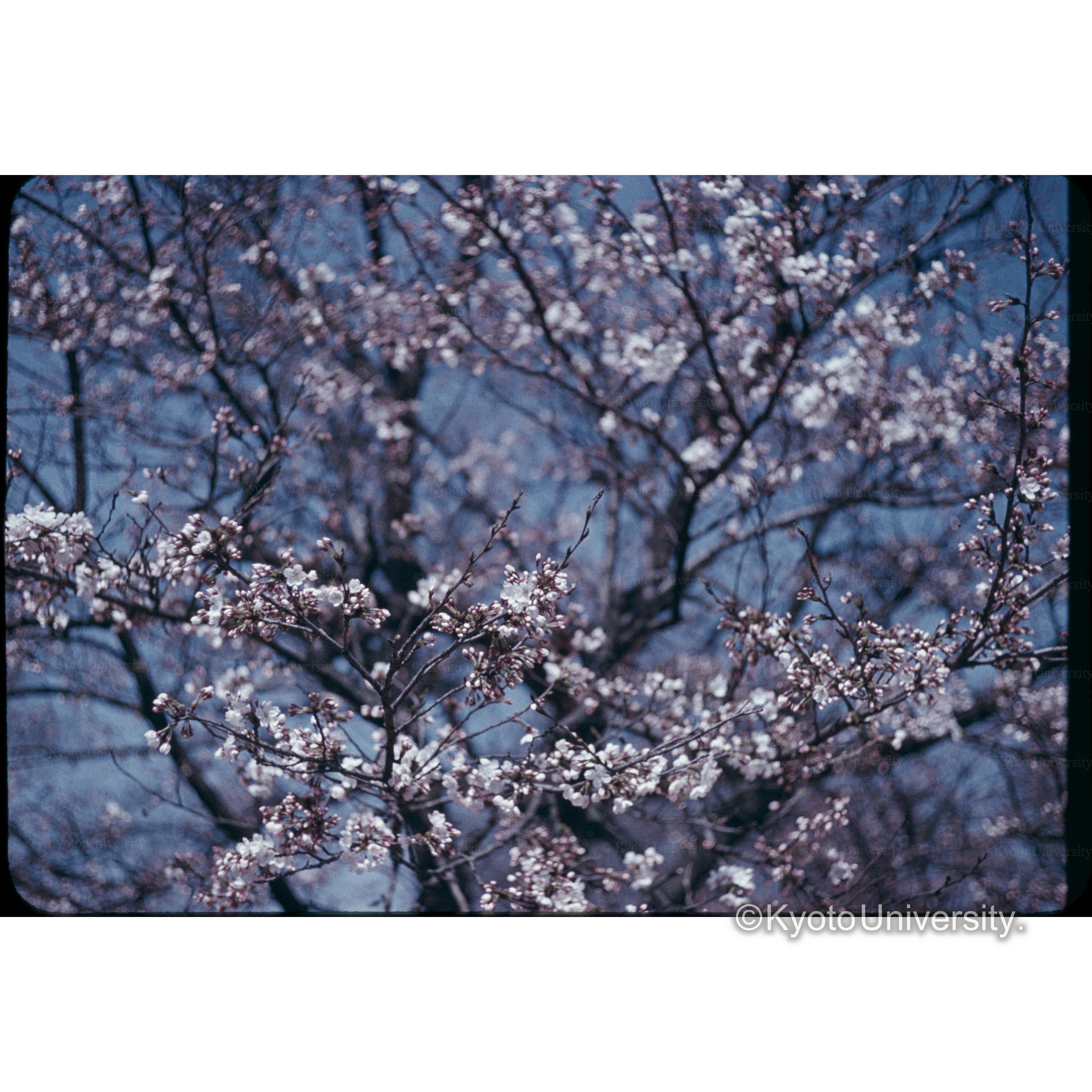 ソメイヨシノ、京都植物園 (1)