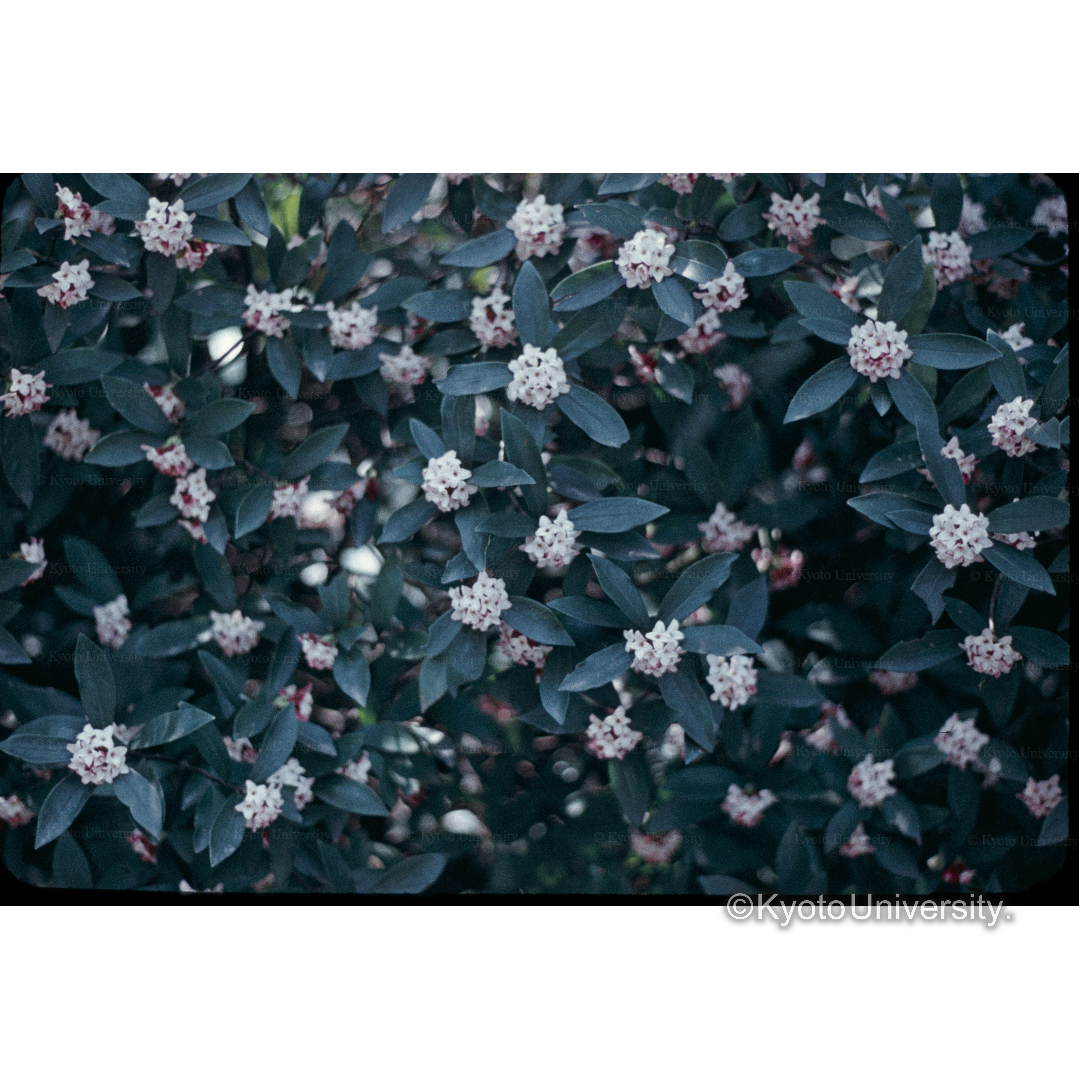 ヂンチョウゲ(花) (1)