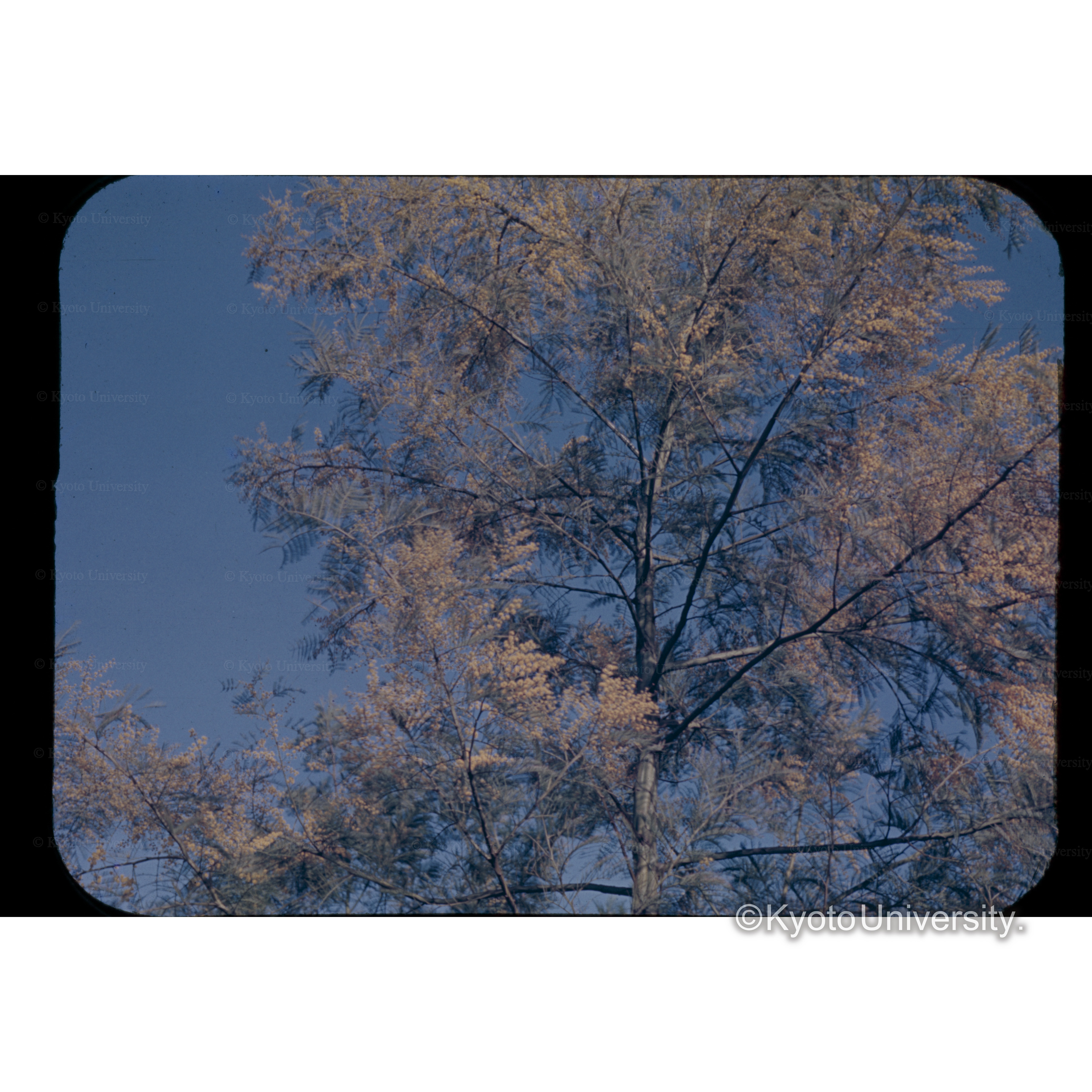 A.デクレンス植栽後　3年　樹高6m (1)