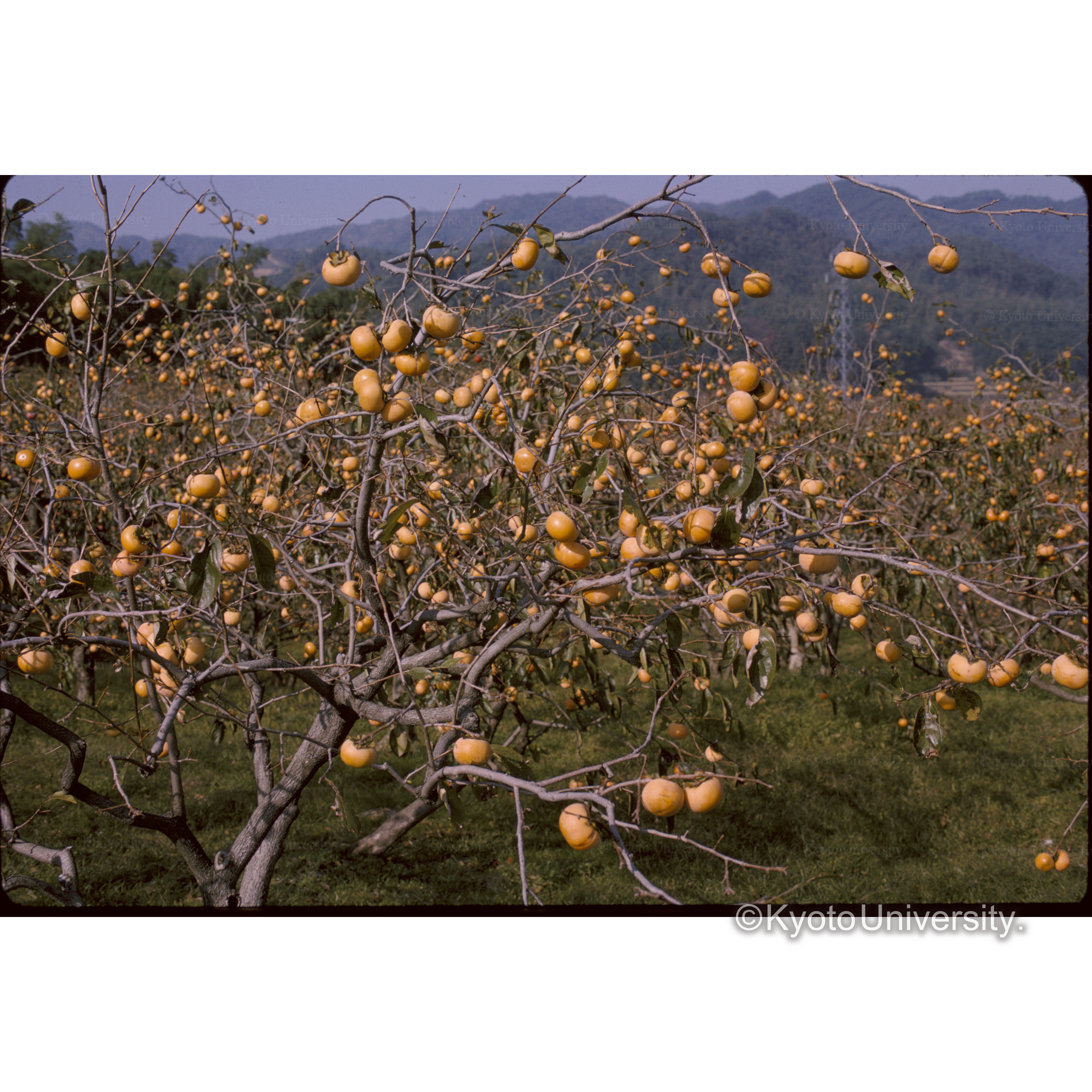 大枝柿畑 (1)