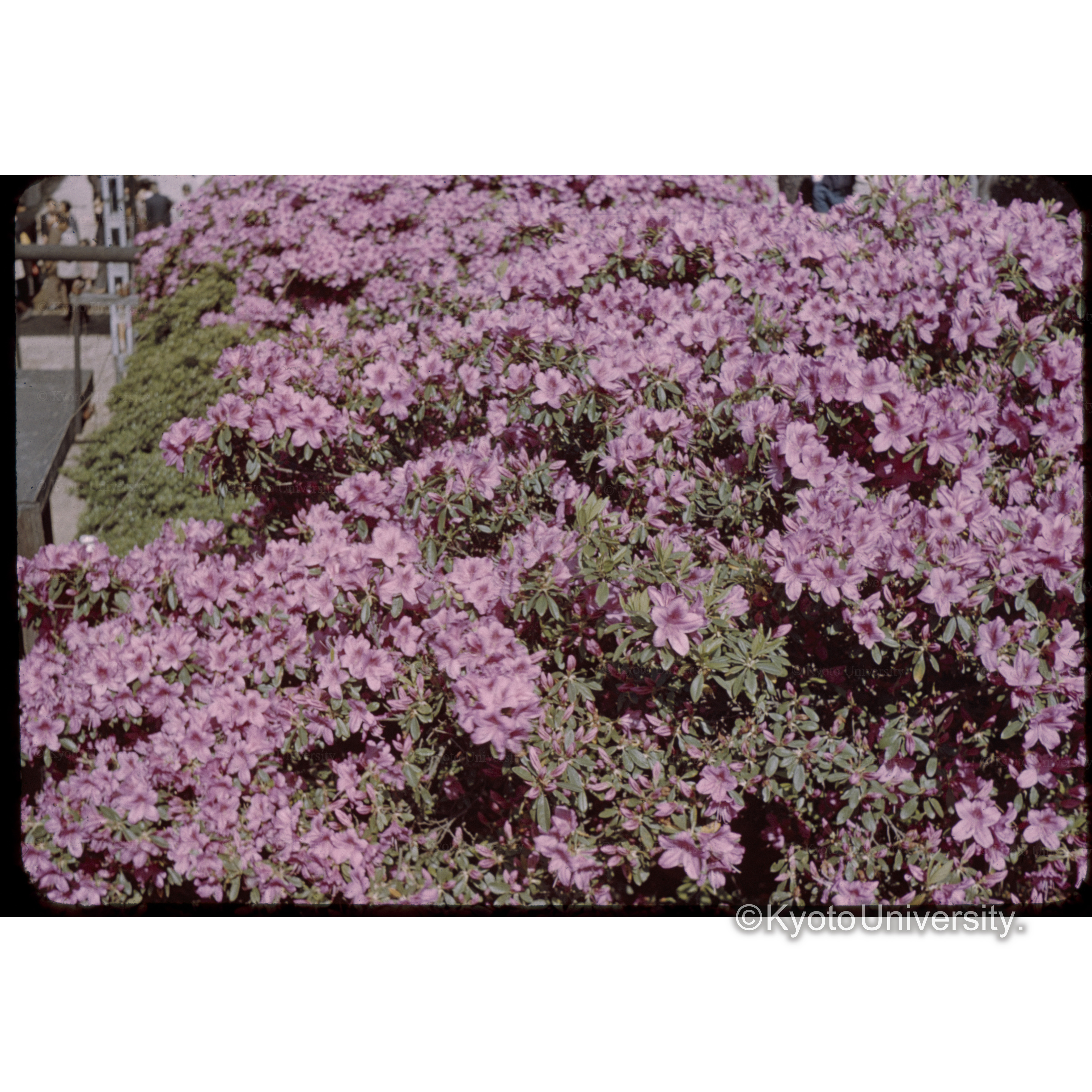 〔ピンク色の花〕 (1)