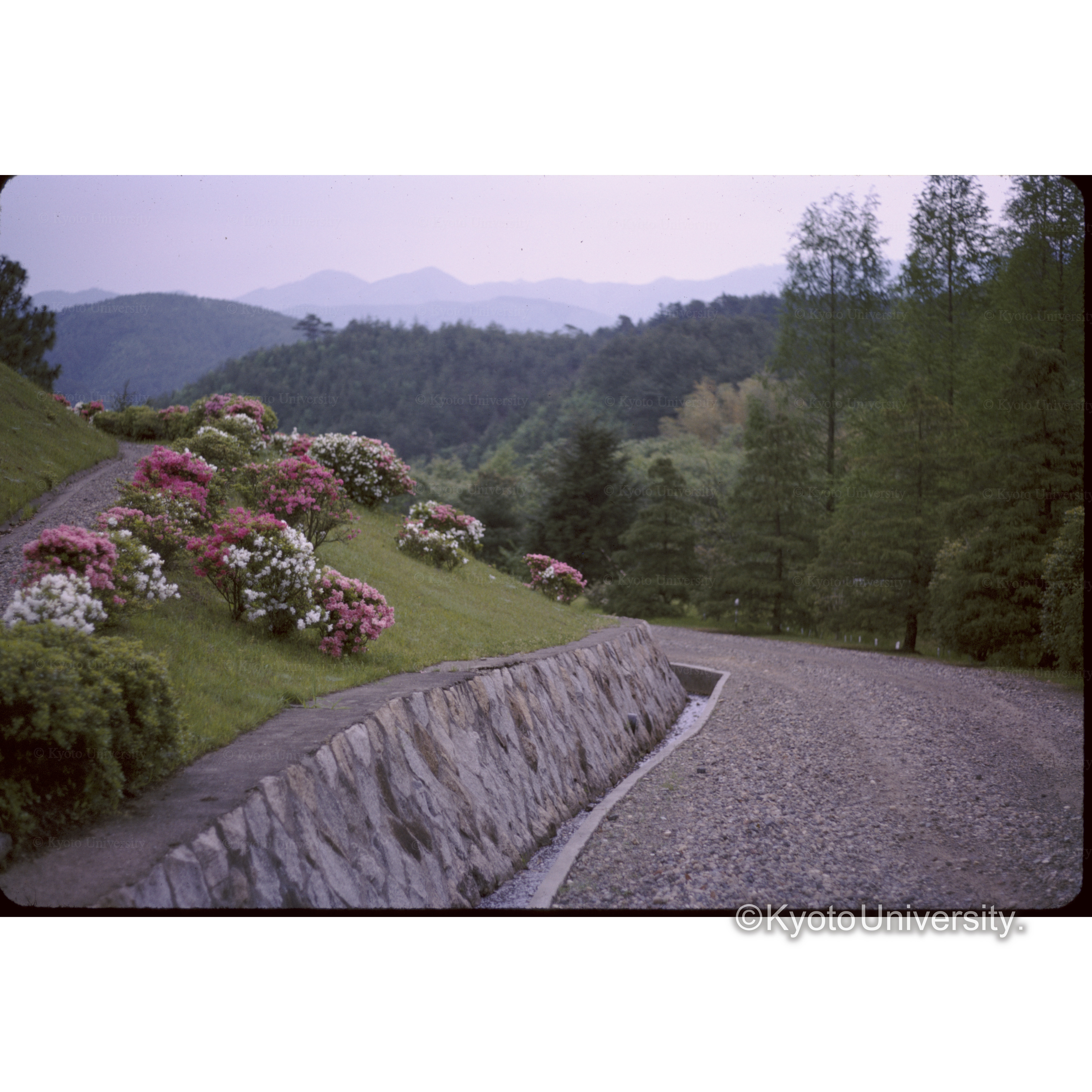 上賀茂試験地 (1)