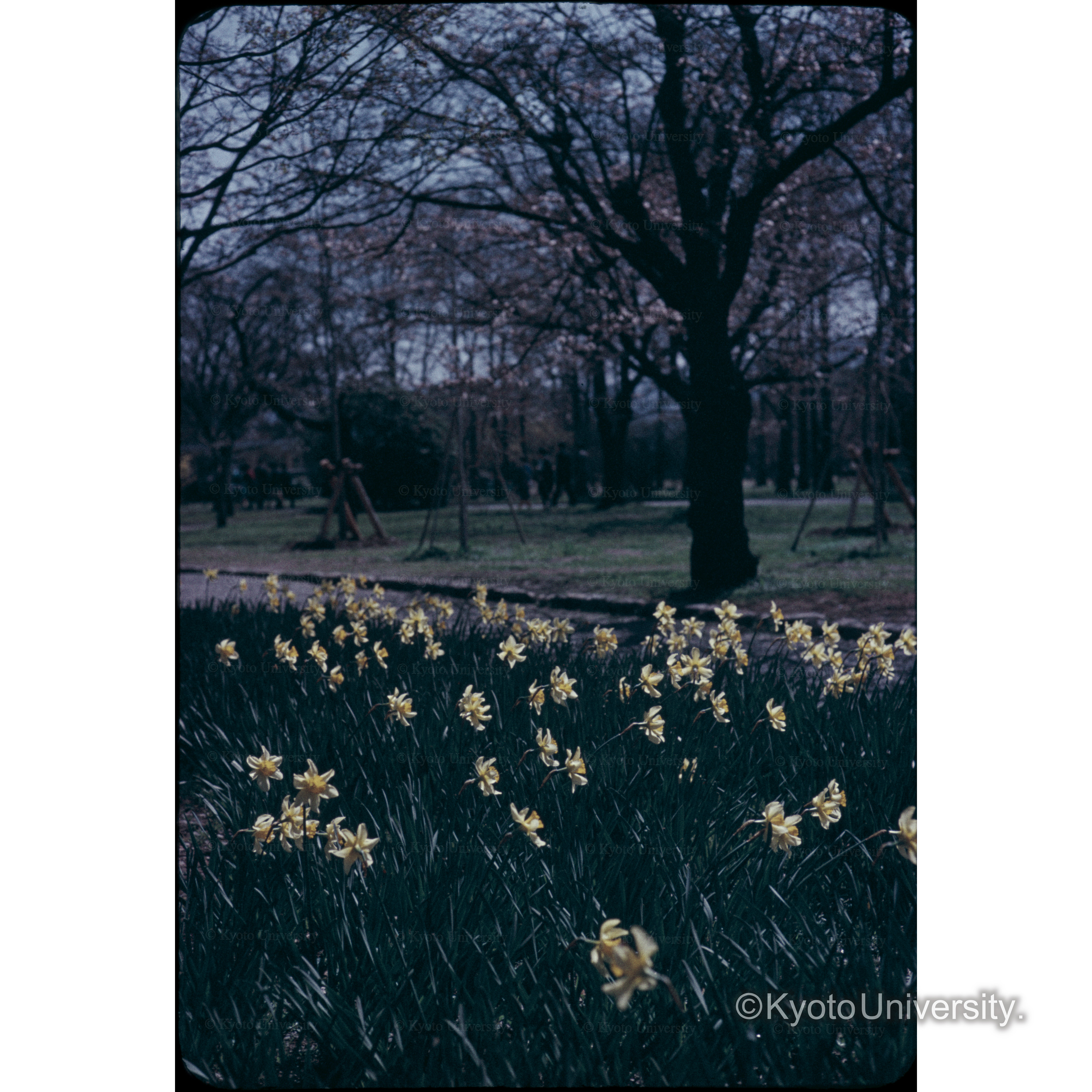 スイセン、京都植物園 (1)