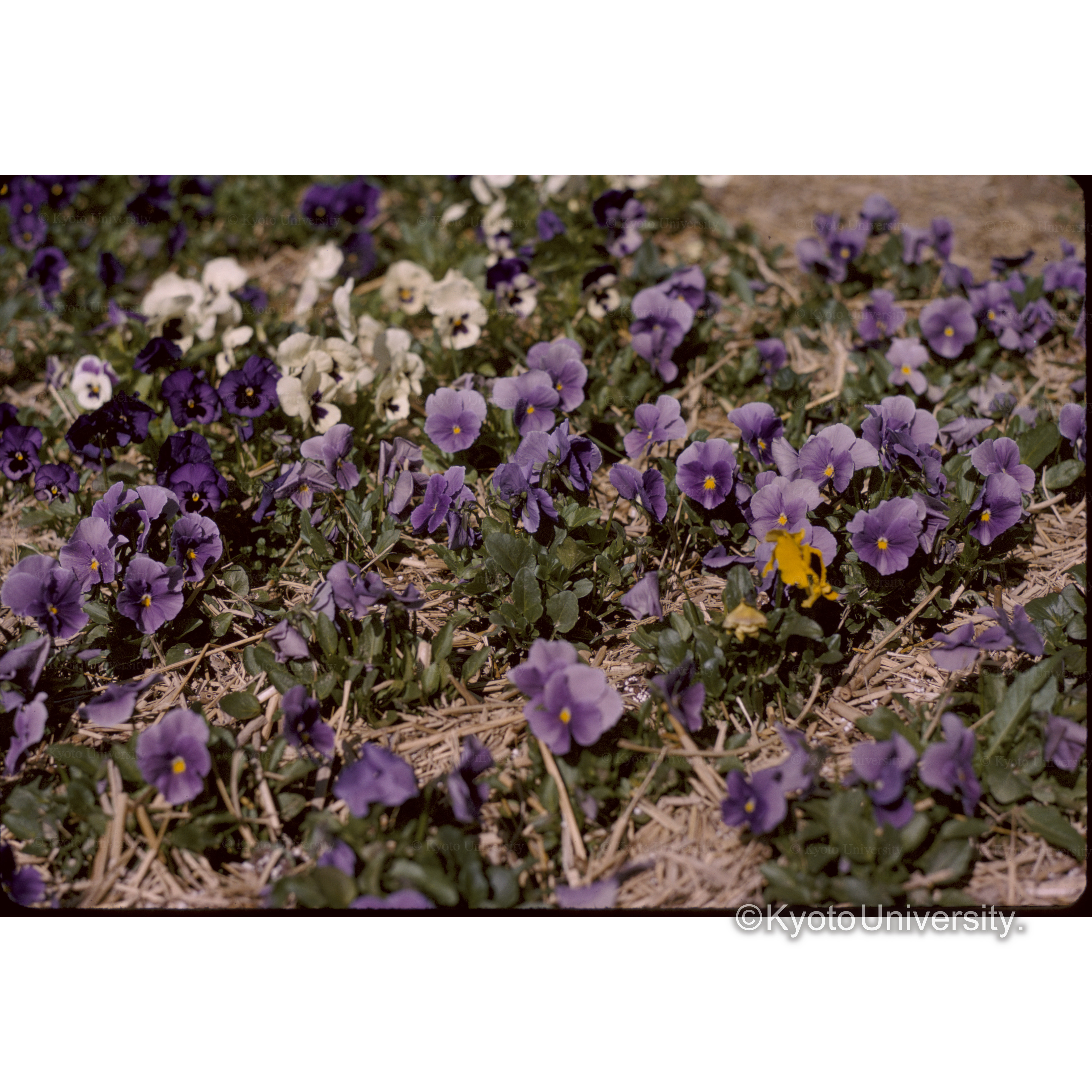 パンジー、植物園 (1)