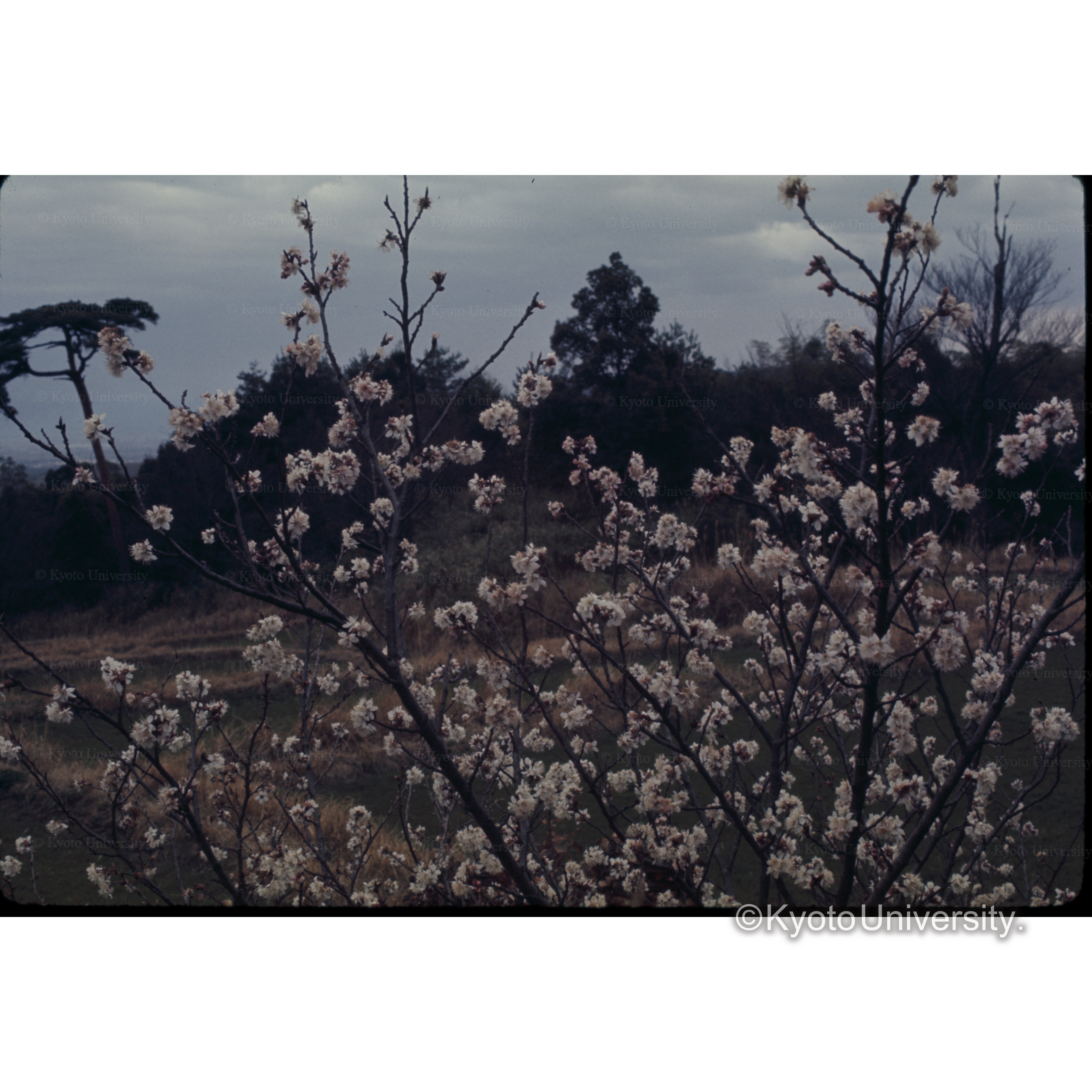 花ノ寺からの遠望 (1)