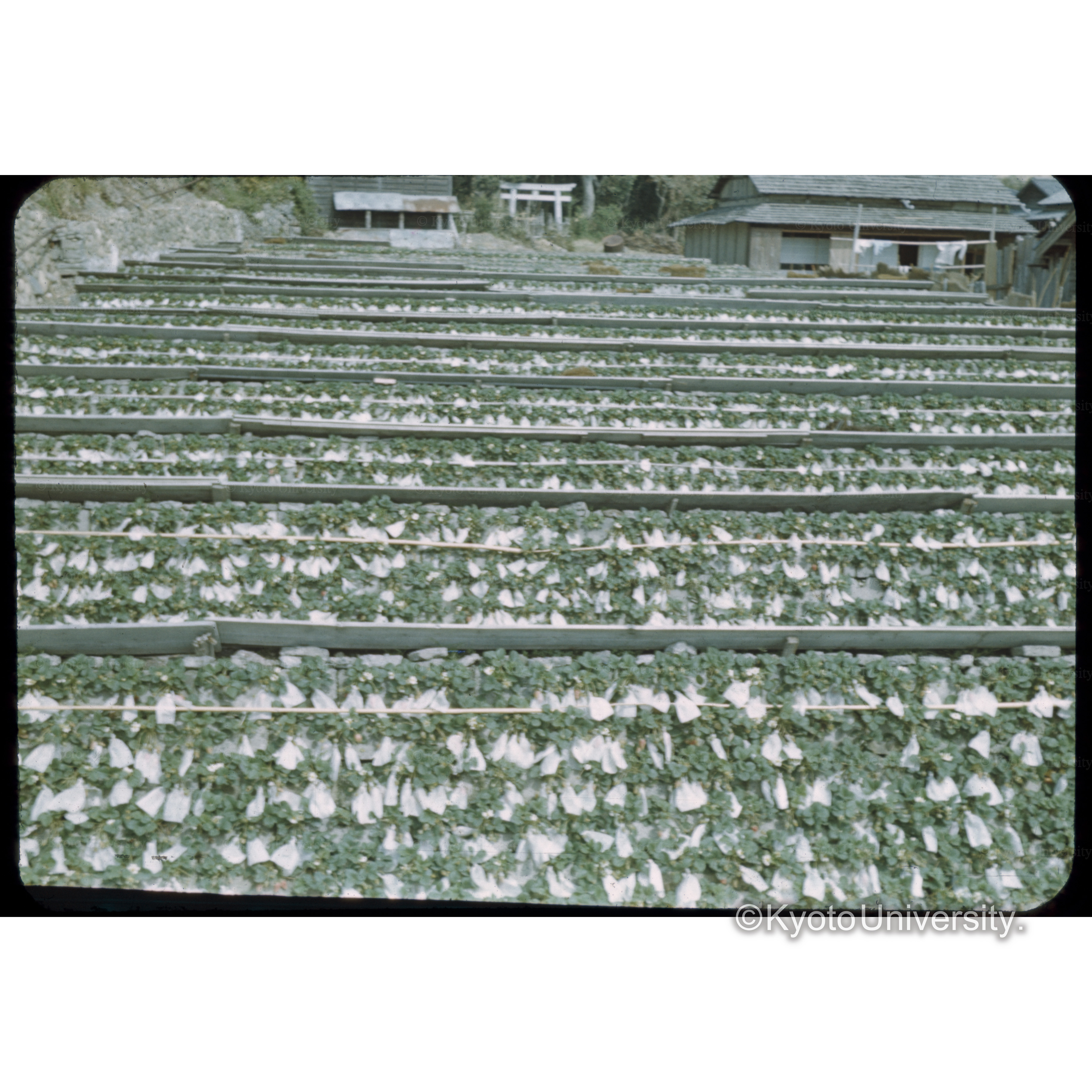 いちご栽培　静岡近郊 (1)