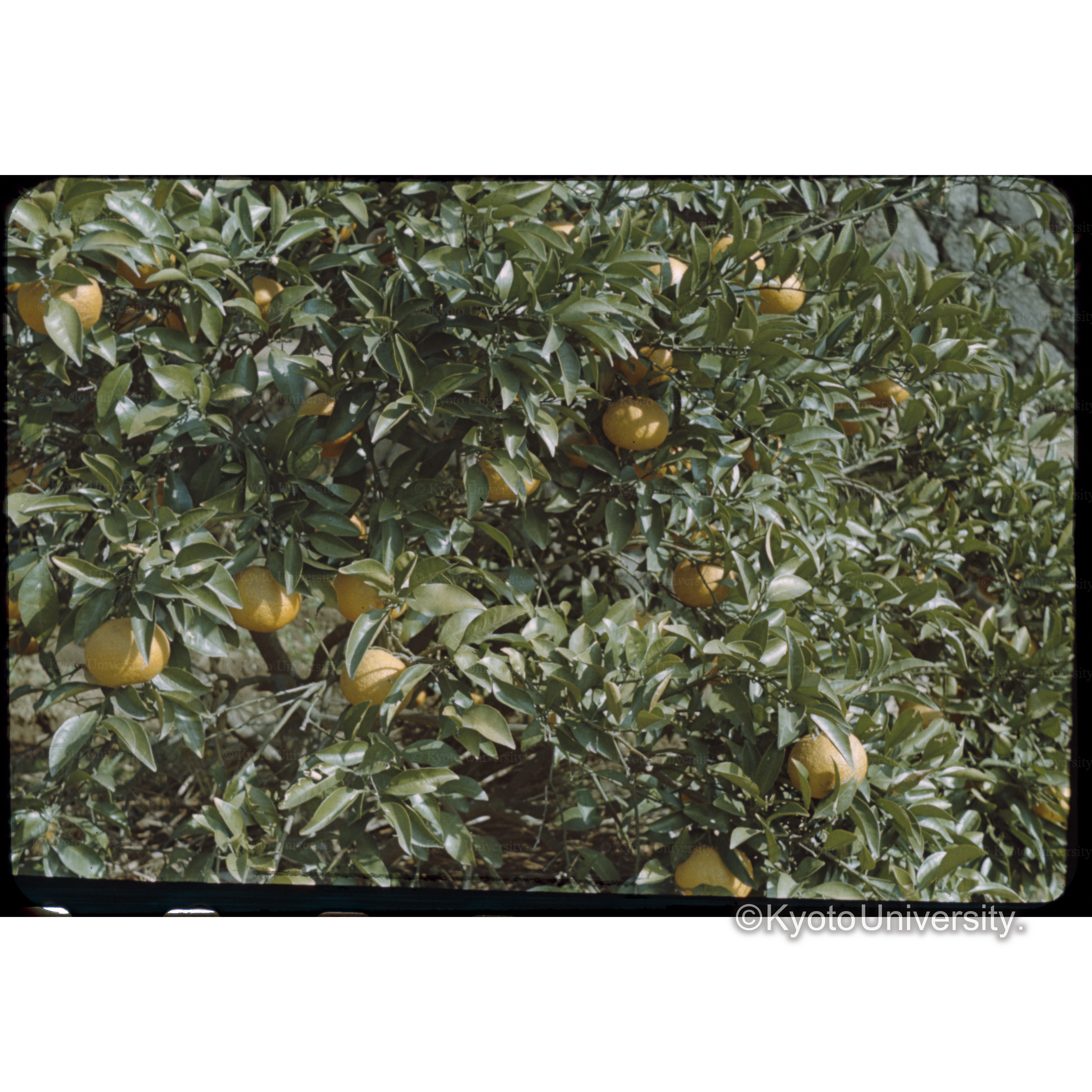 なつみかん、静岡 (1)